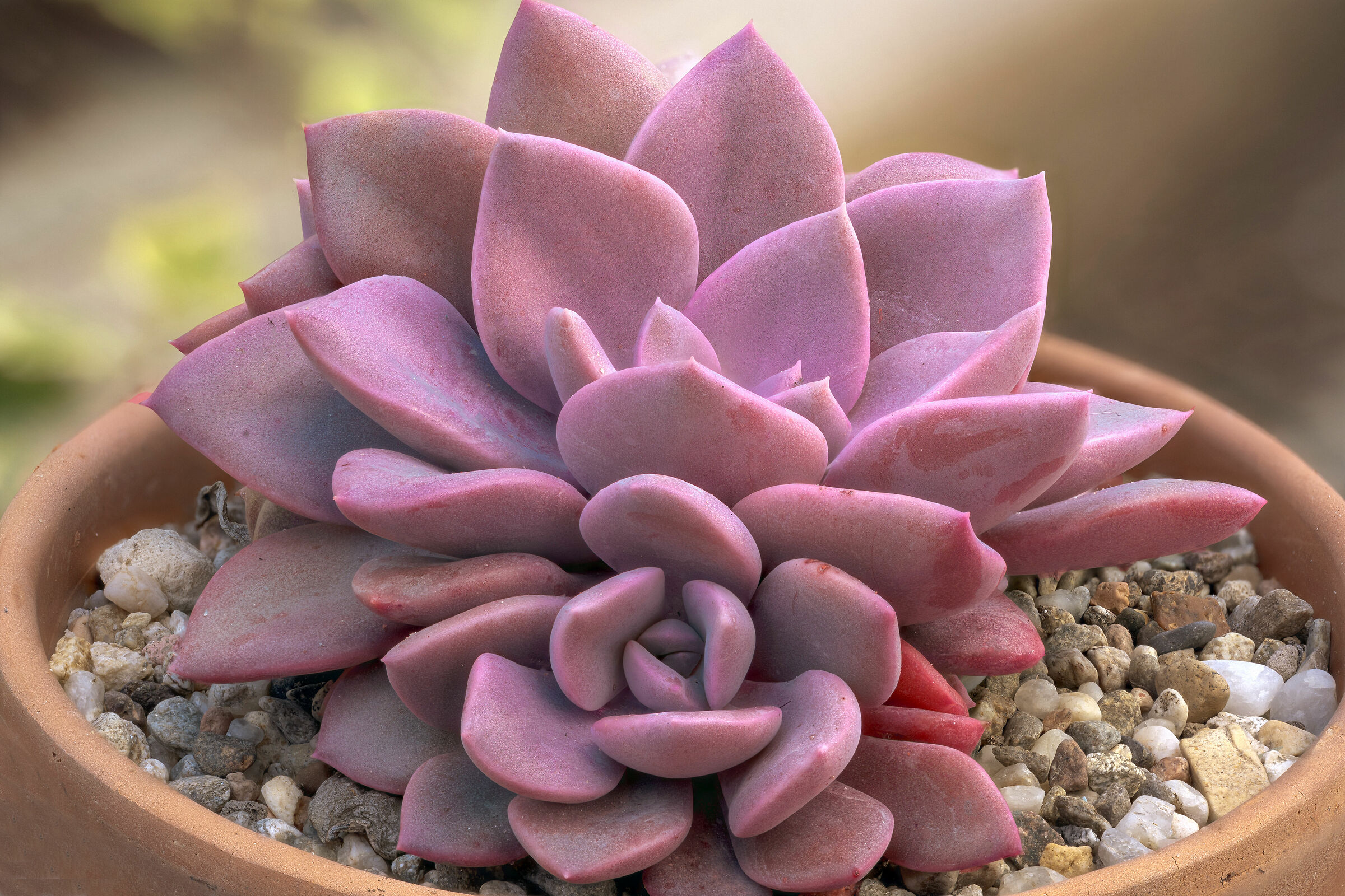 Graptopetalum Macro