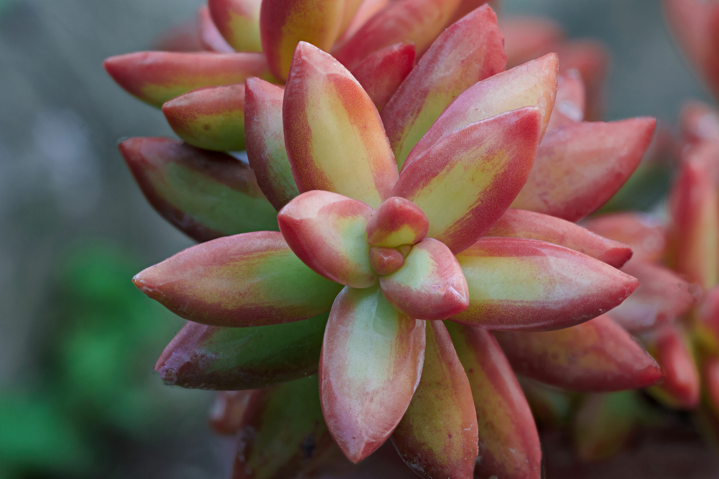 Sedum Macro