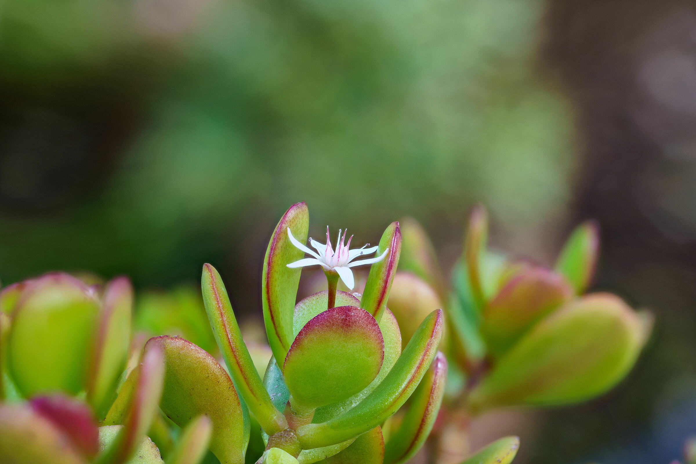 Crassula Macro