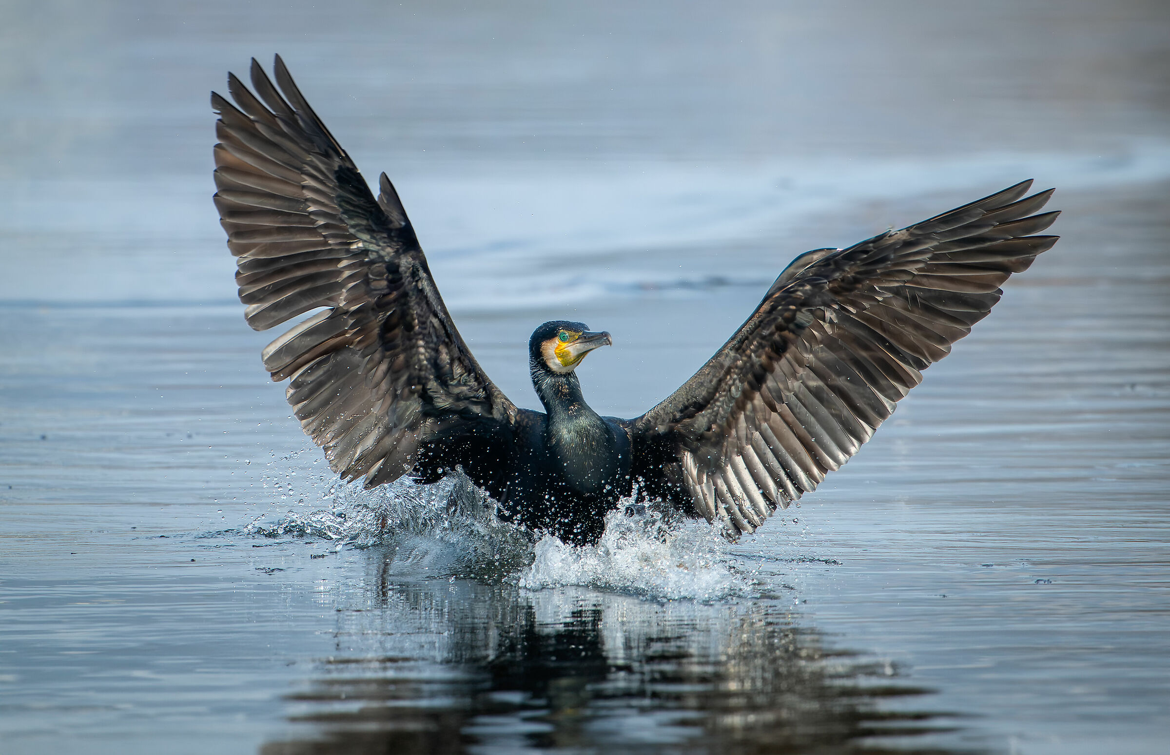 Cormorant