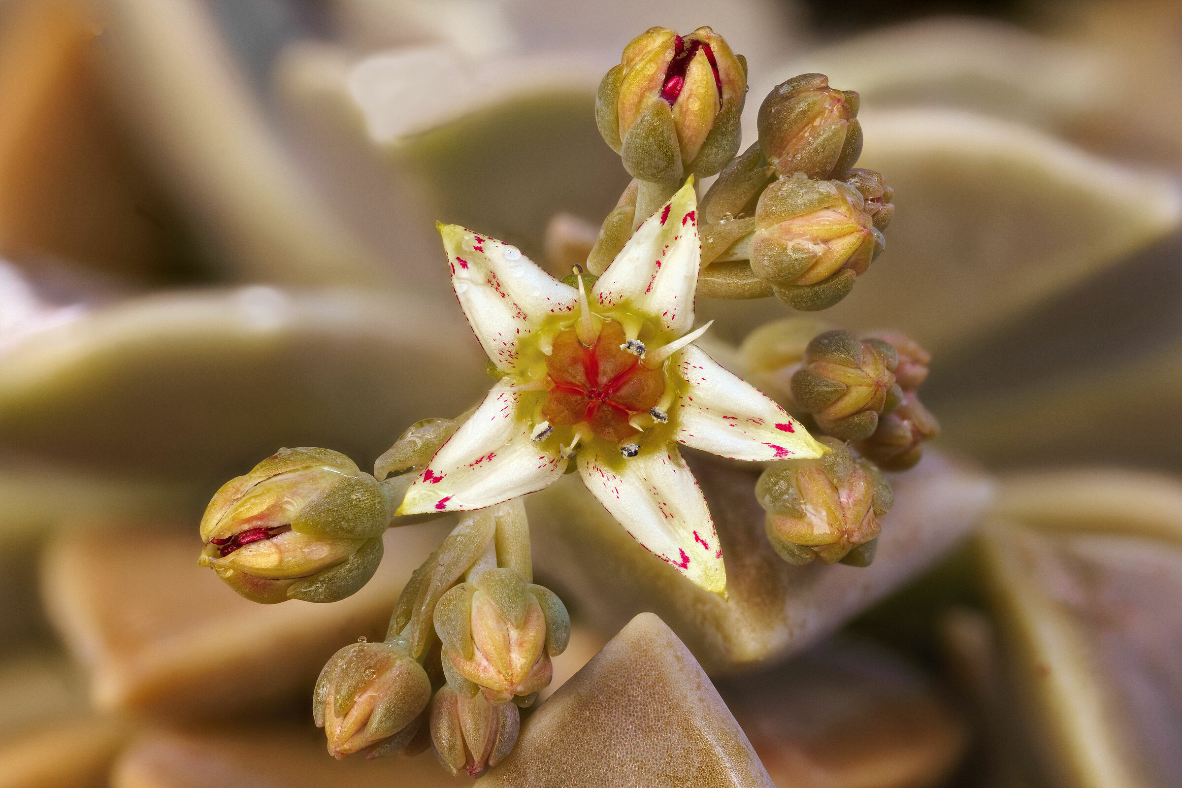 Graptopetalum Macro