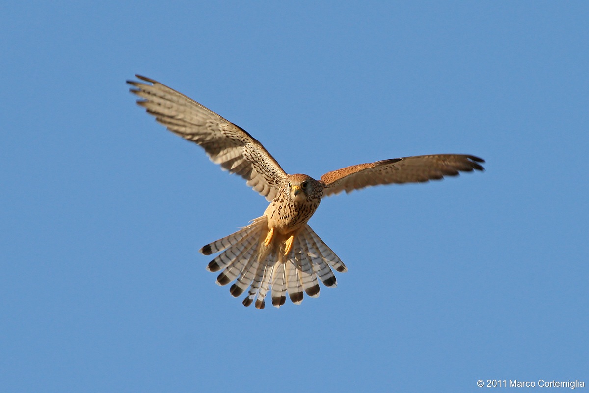 Grillaio (Falco naumanni)