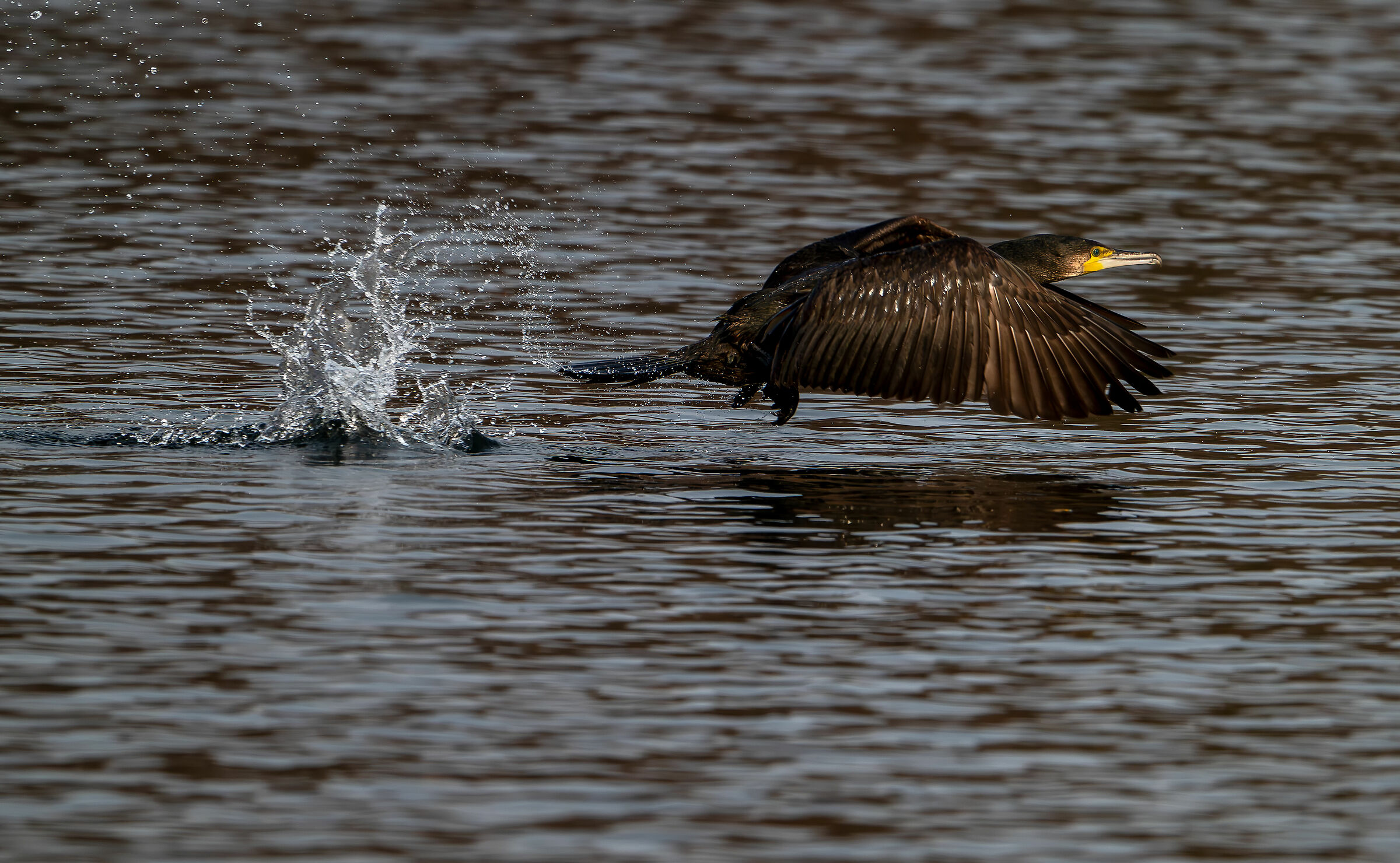 Cormorant