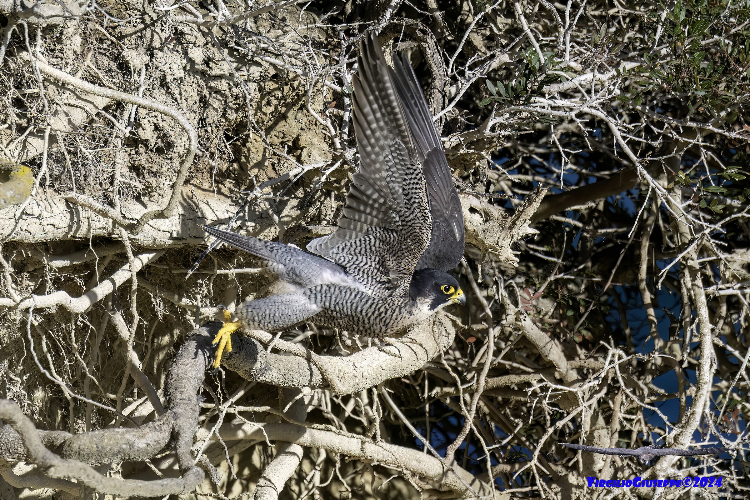 Peregrine Falcon (Sardinia) 2024