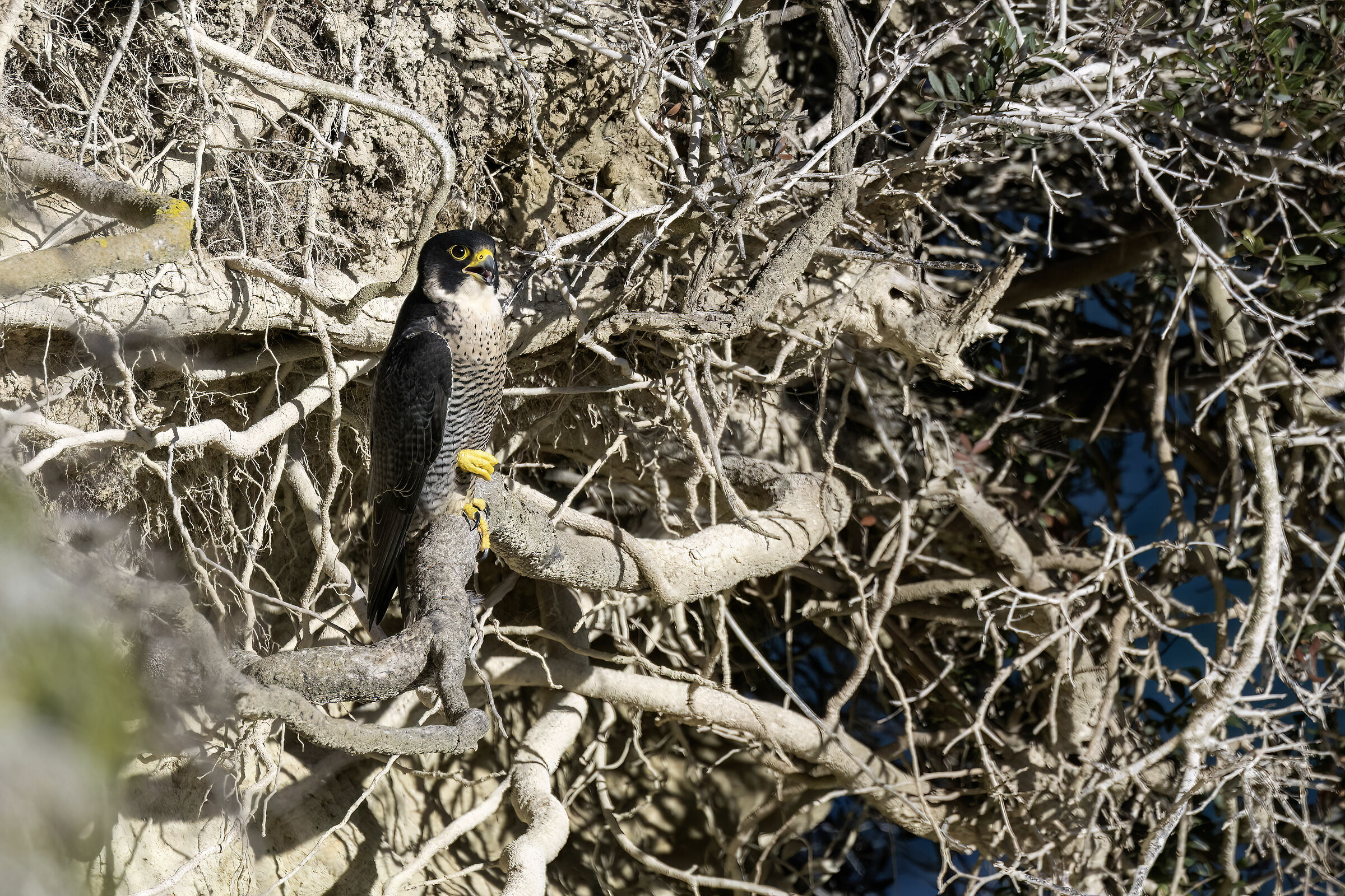 Peregrine Falcon (Sardinia) 2024