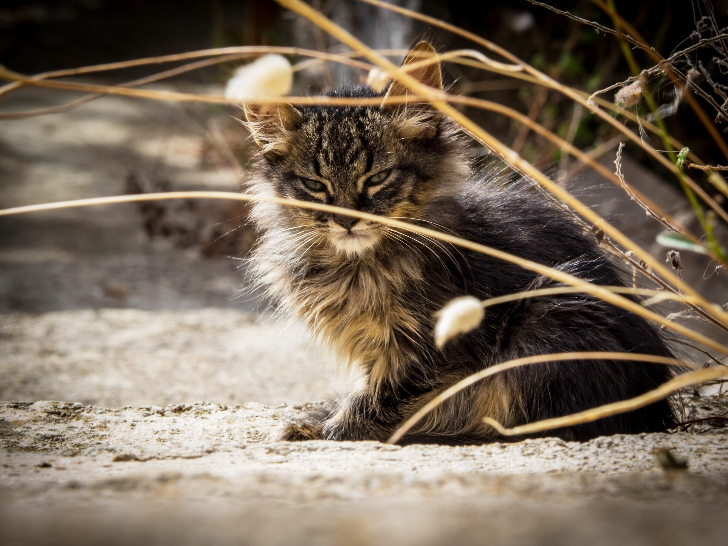 piccola lince ?