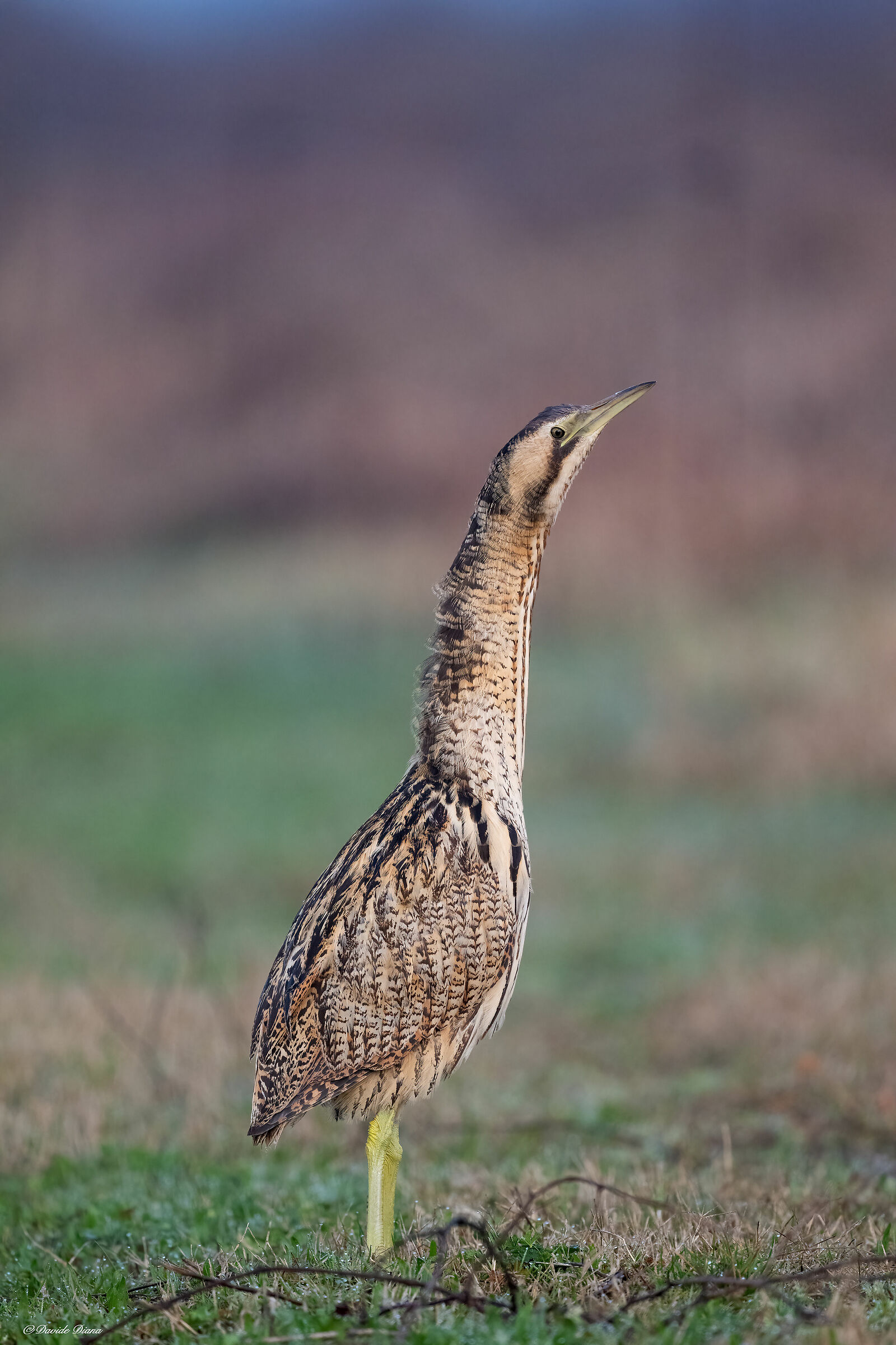Bittern - Vercelli rice fields - Piedmont