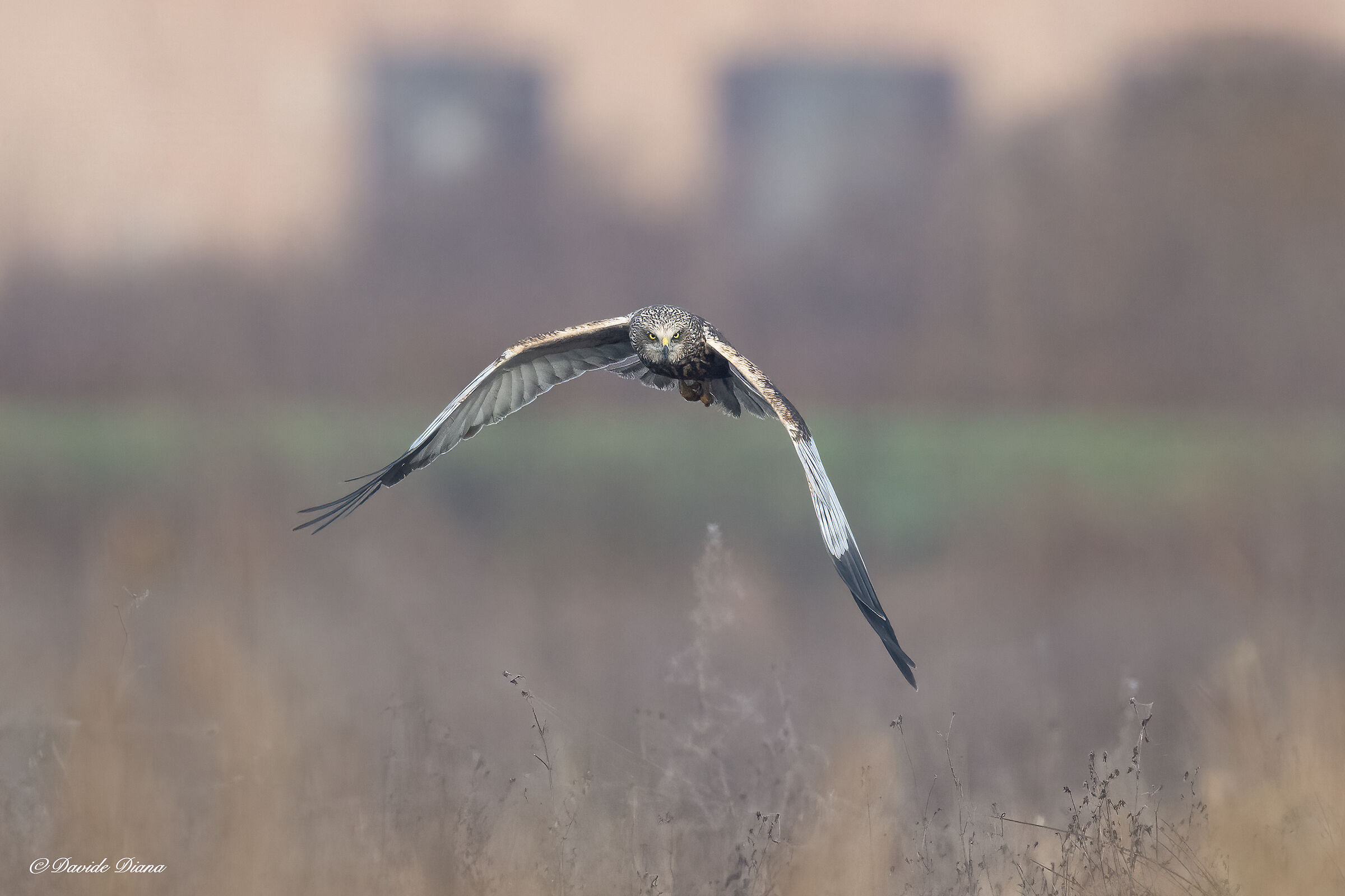 Marsh Harrier - Vercelli rice fields - Piedmont