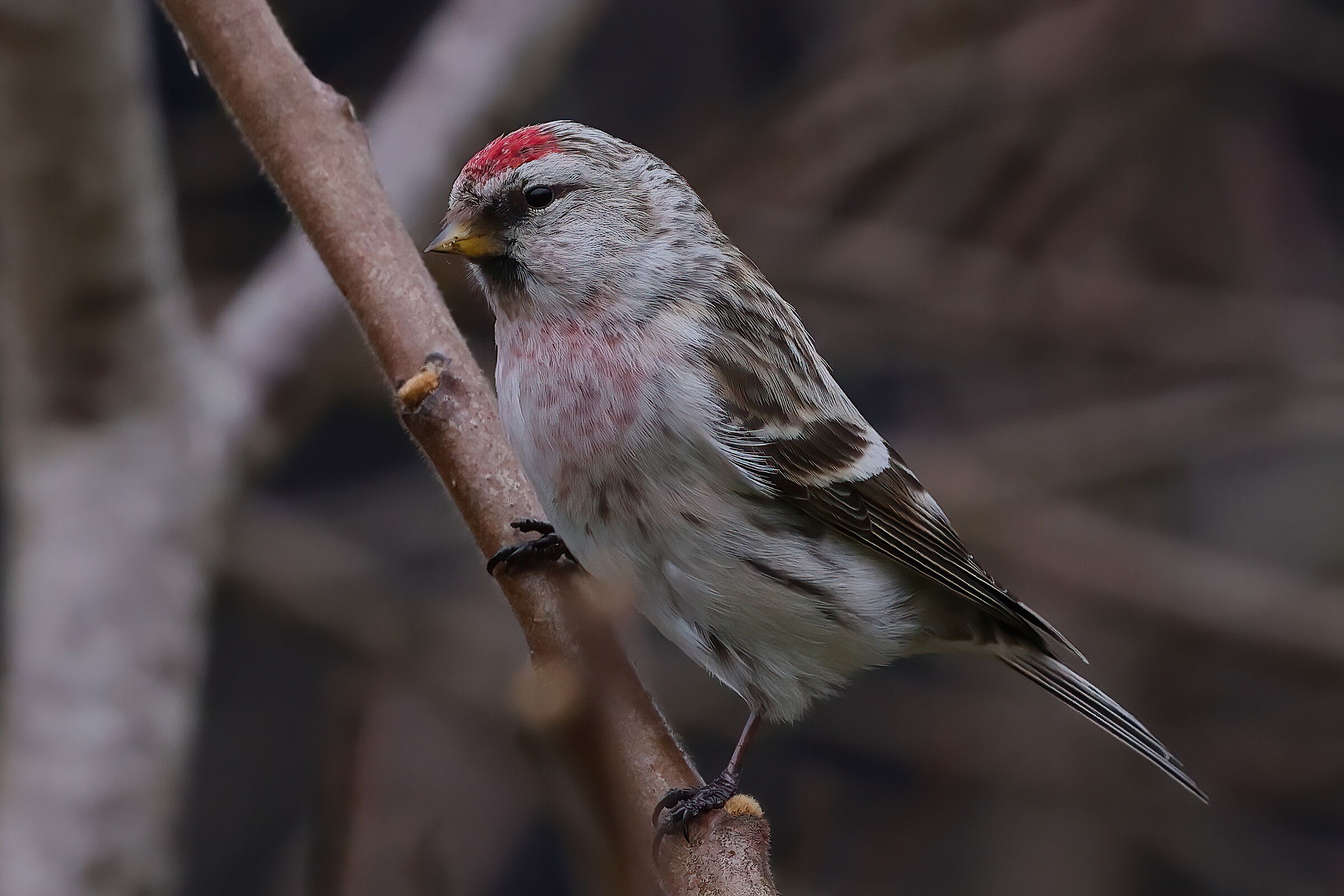 Arctic redpoll