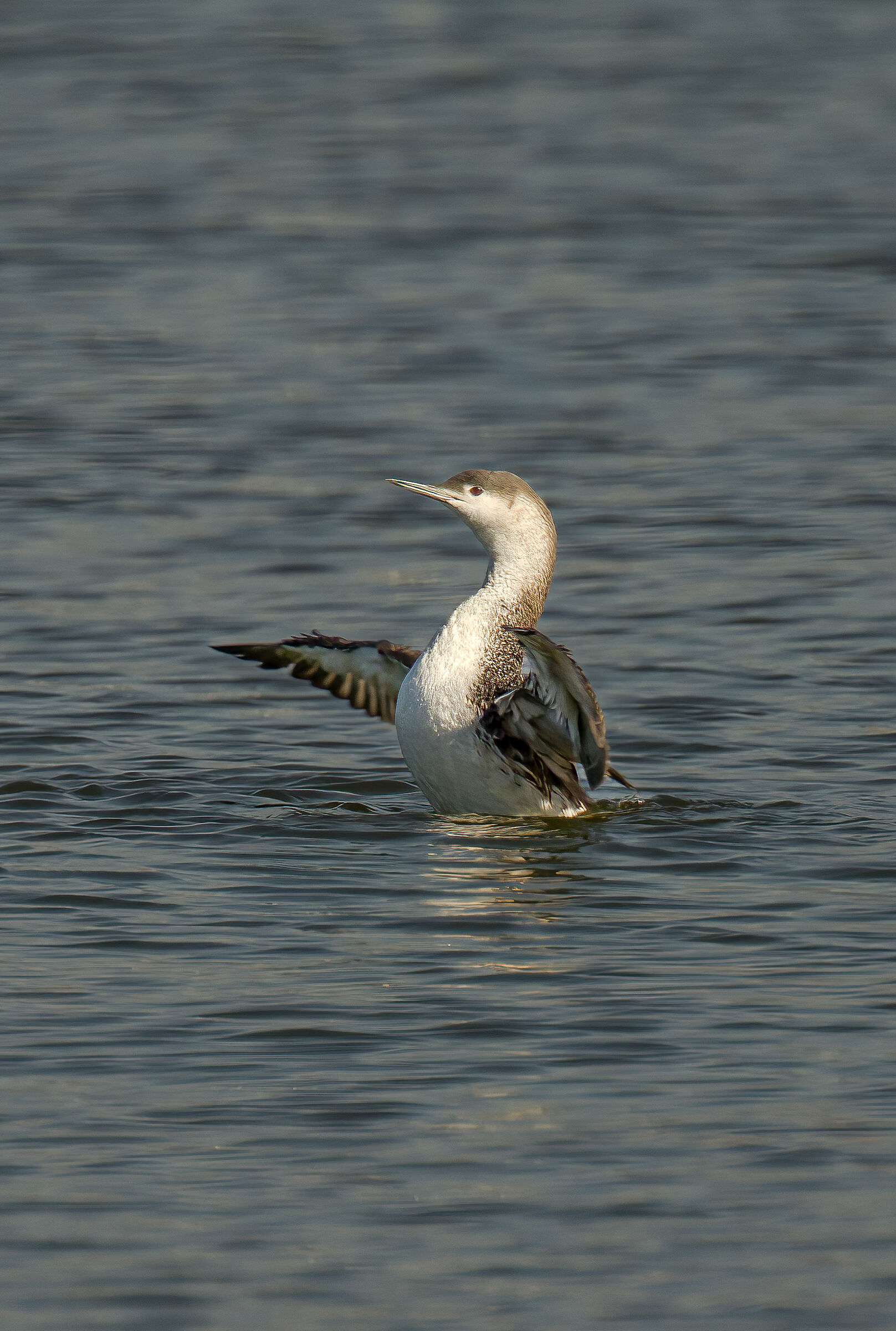 Extraterrestrial Sloon