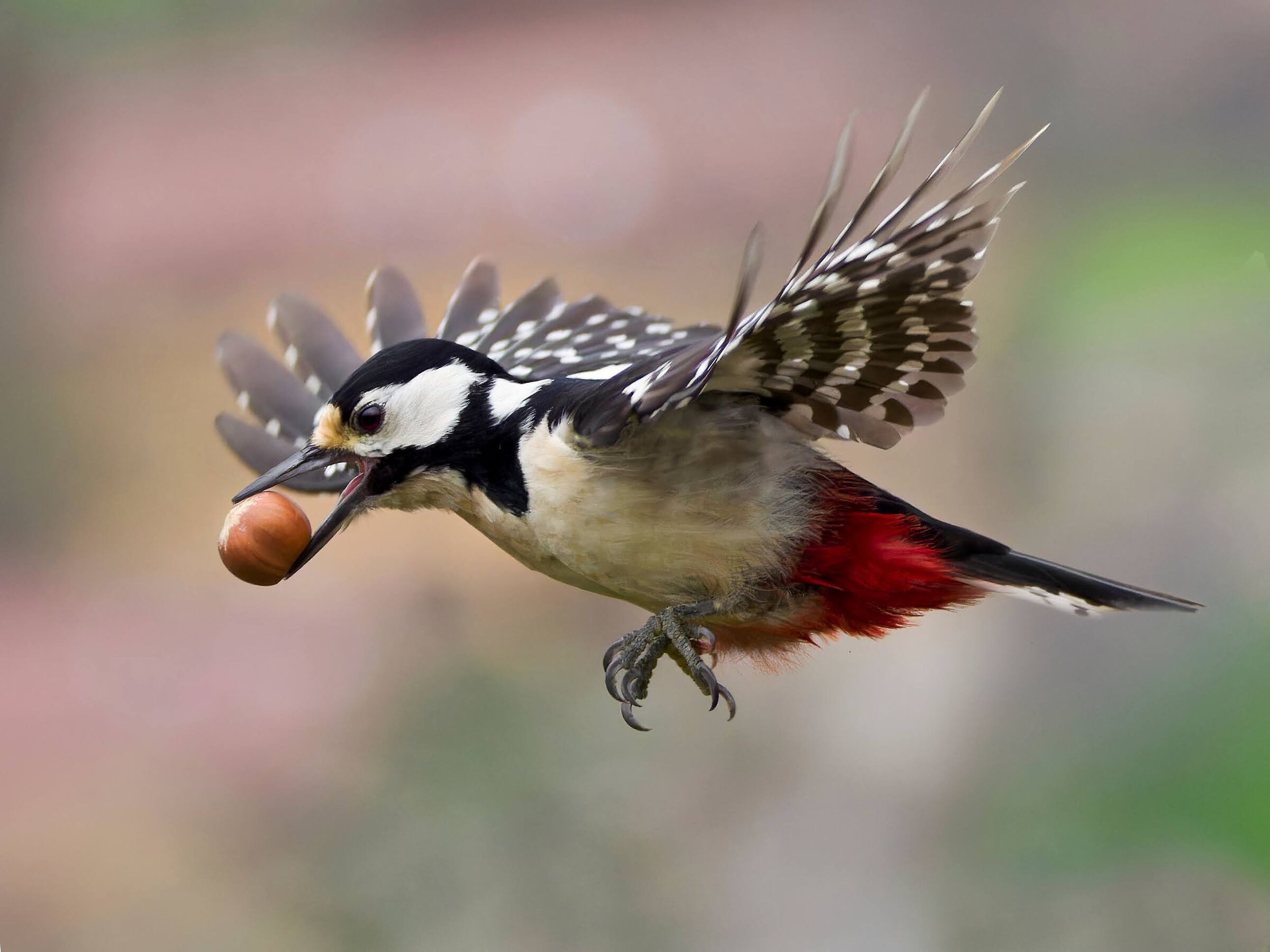 Picchio rosso maggiore (f)