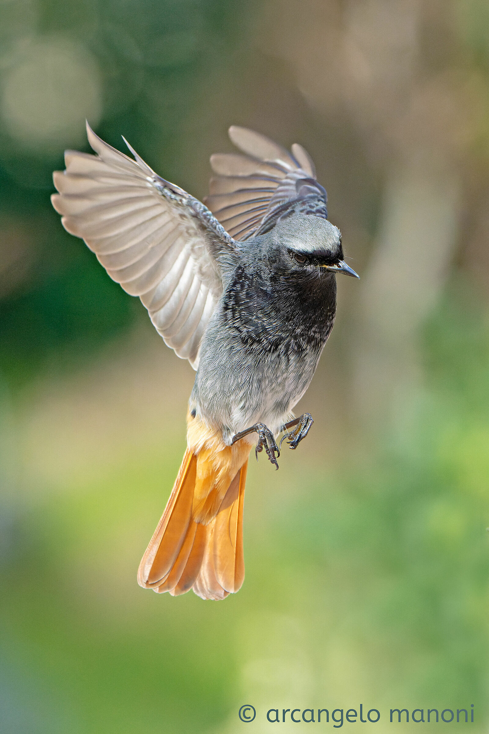 Il signor Codirosso S