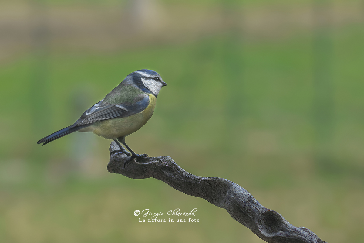 Cinciarella (Cyanistes caeruleus)