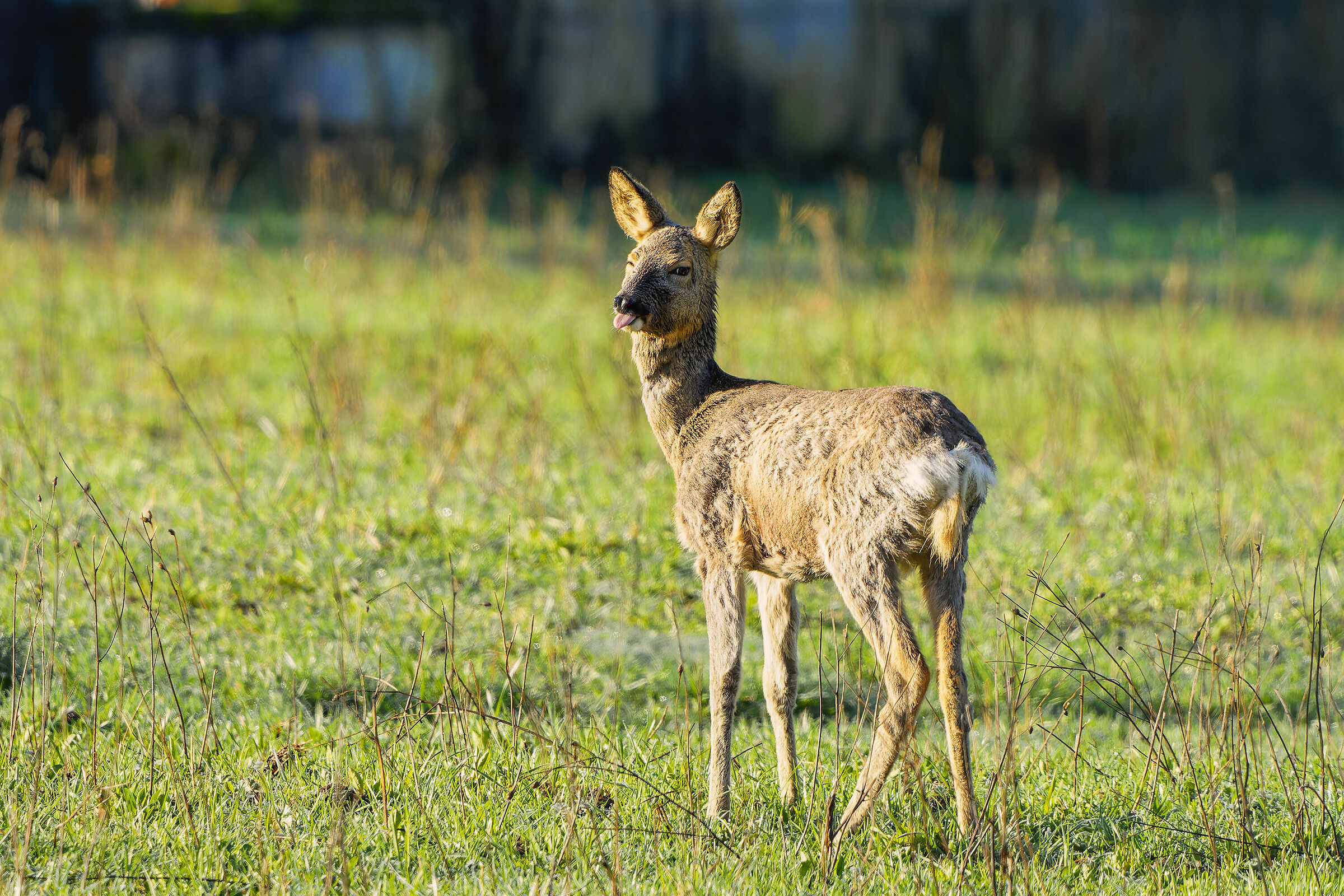 Femmina capriolo con la linguaccia