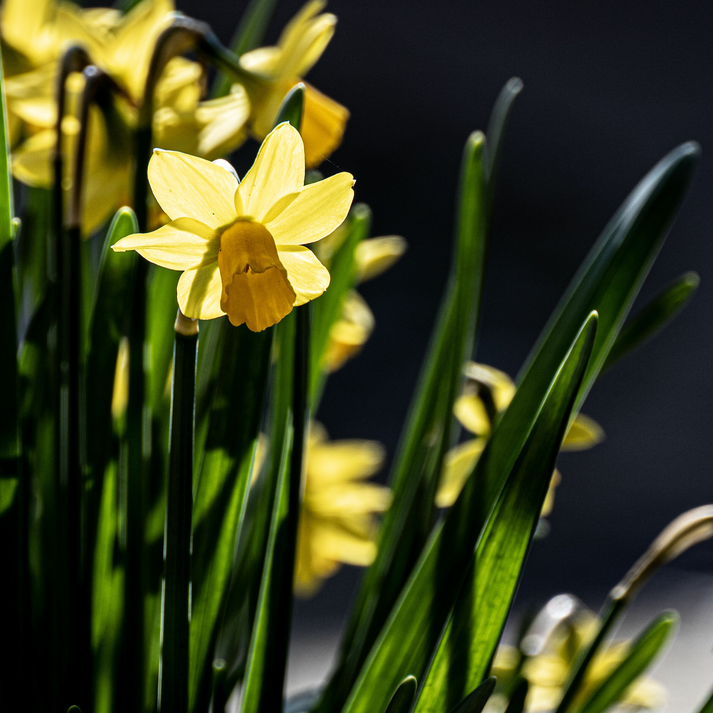 Sun on daffodils