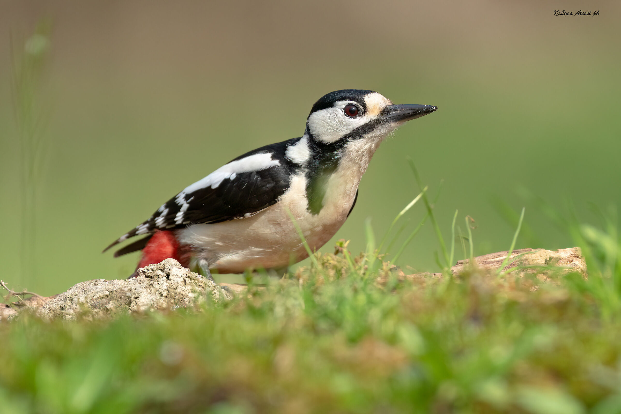 Spotted woodpecker