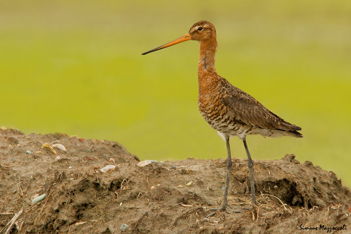 Black-tailed Godwit