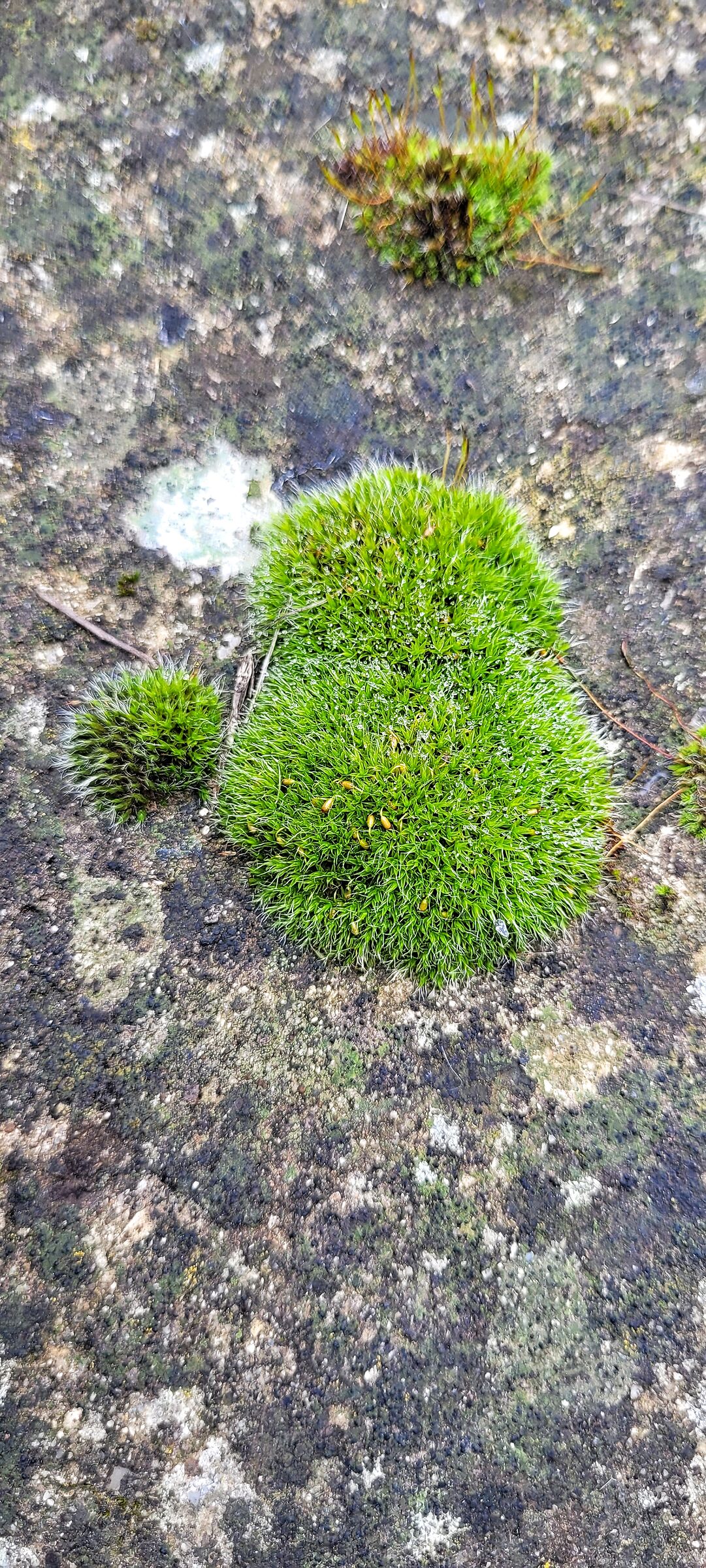 Moss