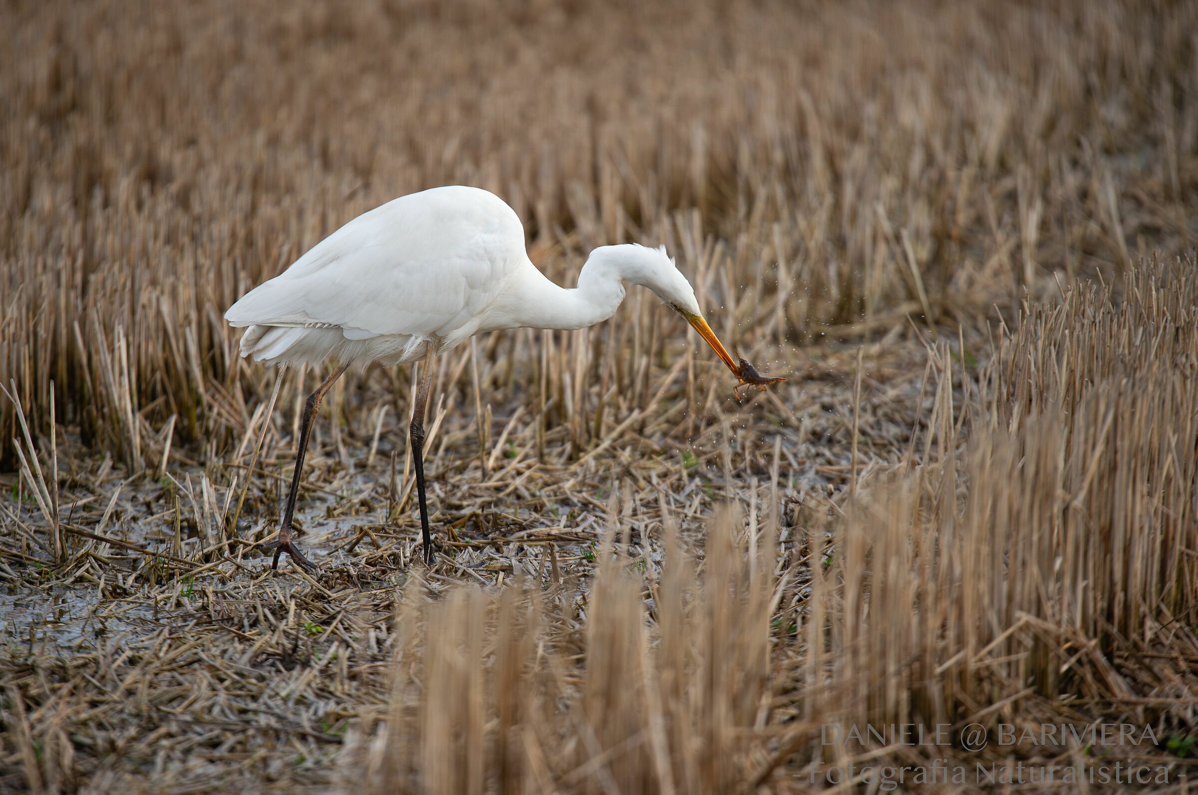 Airone bianco Vs Gambero rosso