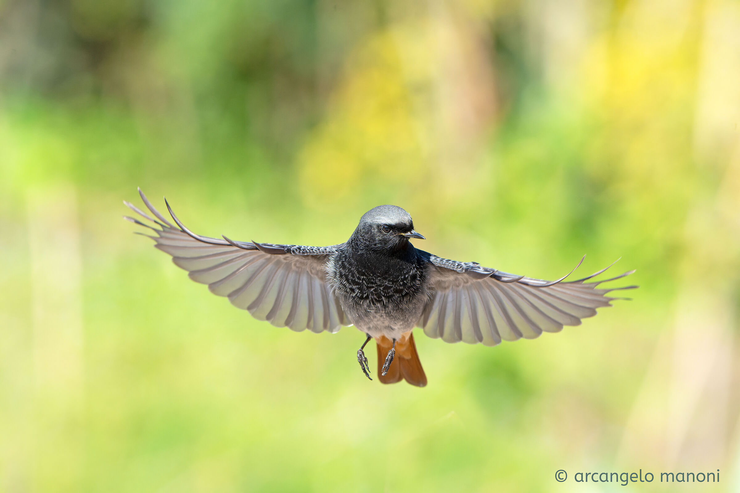 Il mio codirosso spazzacamino