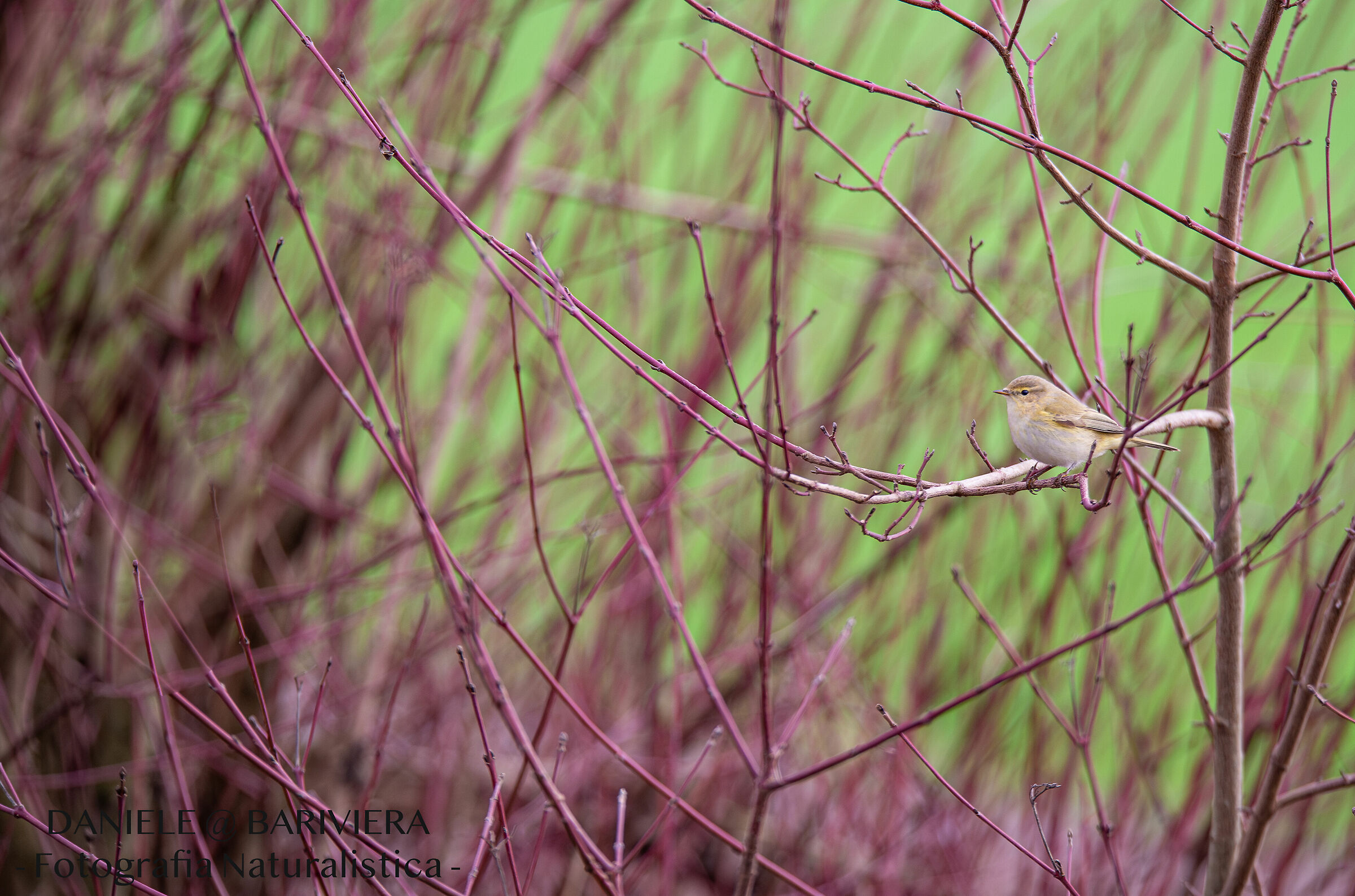 Lui piccolo ambientato