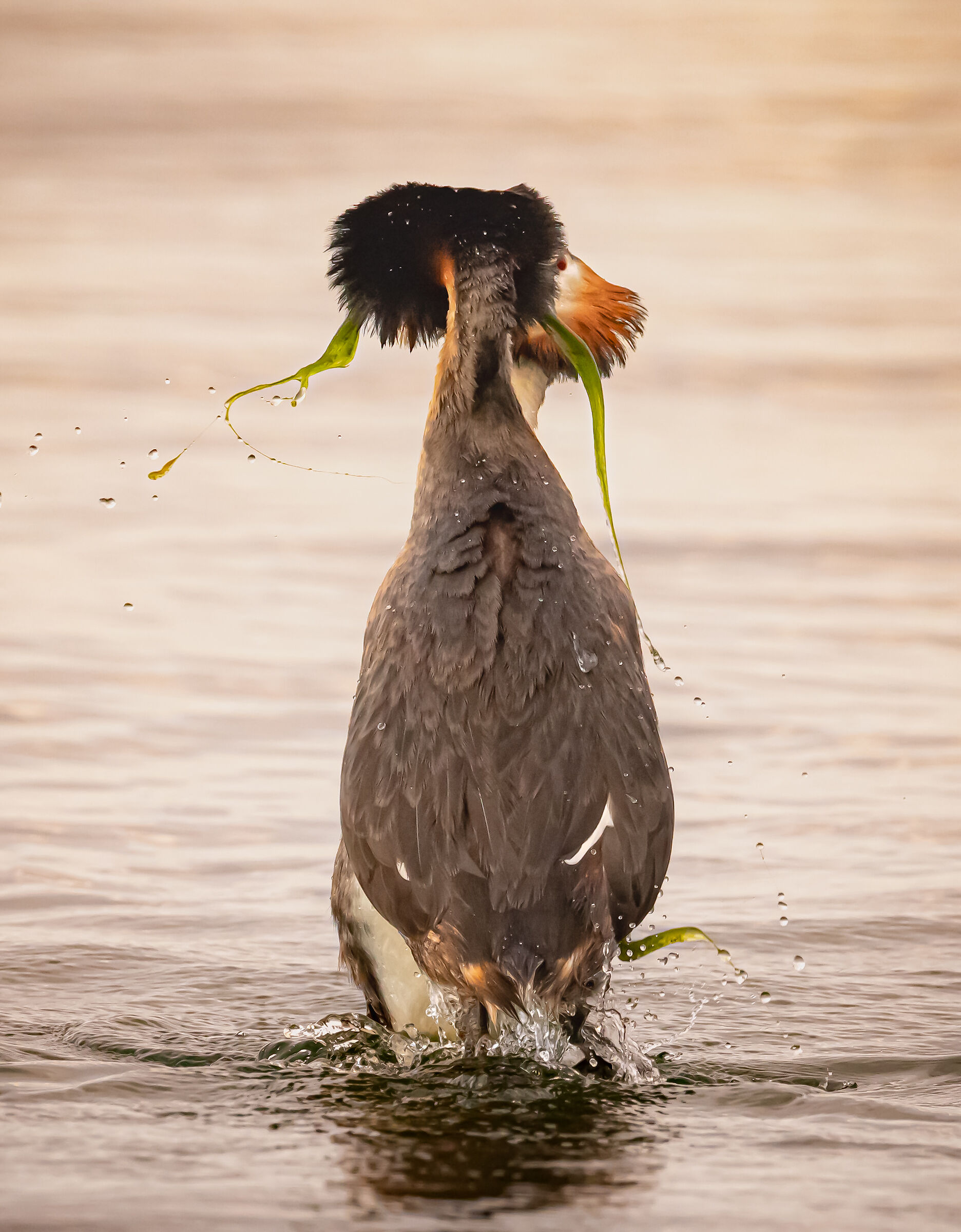 impeto d'amore | love rush