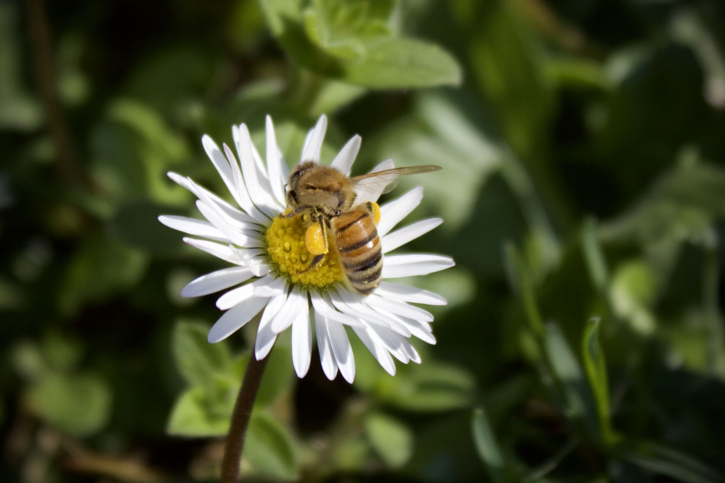 Apis mellifera