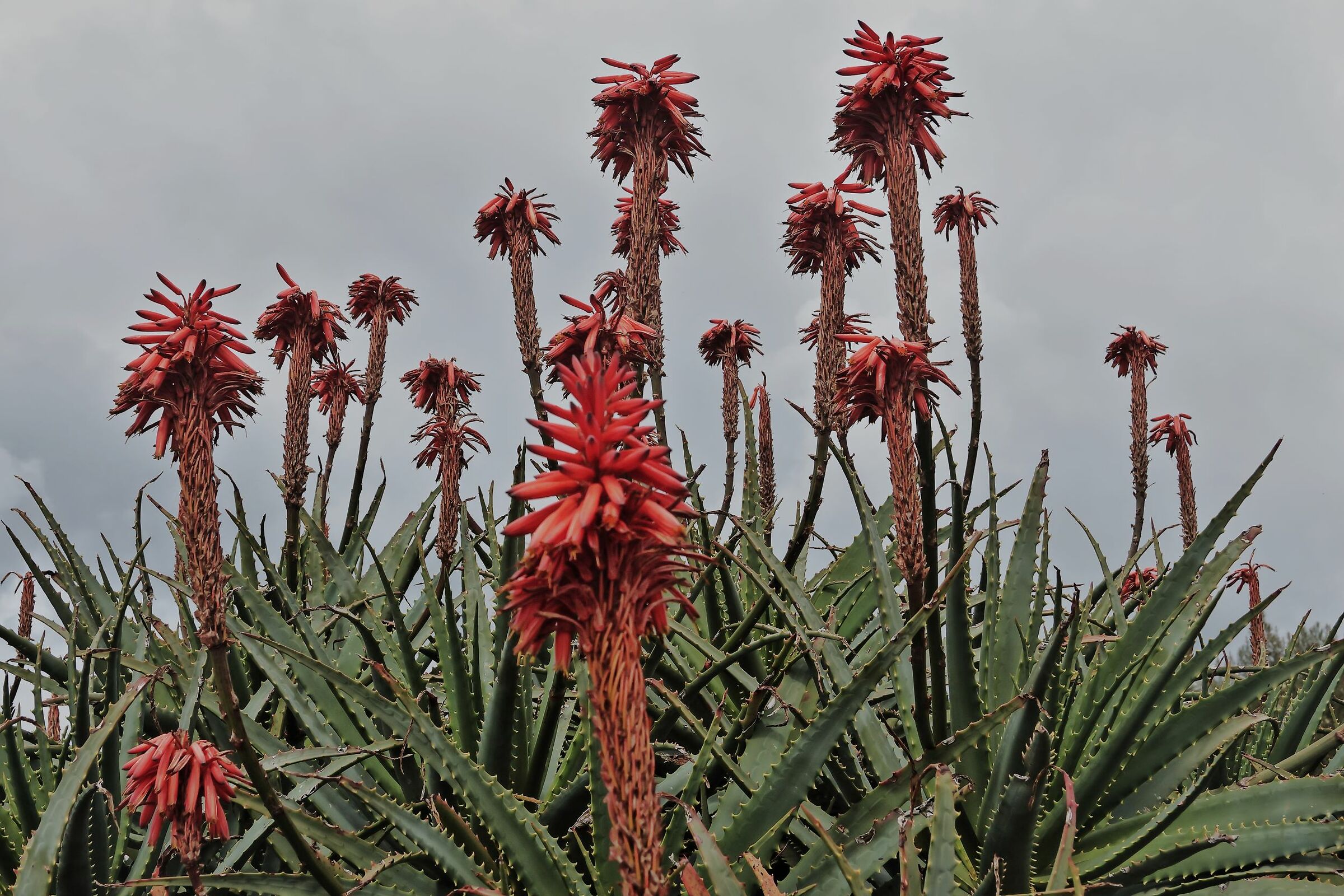 Aloe arborescens in fiore