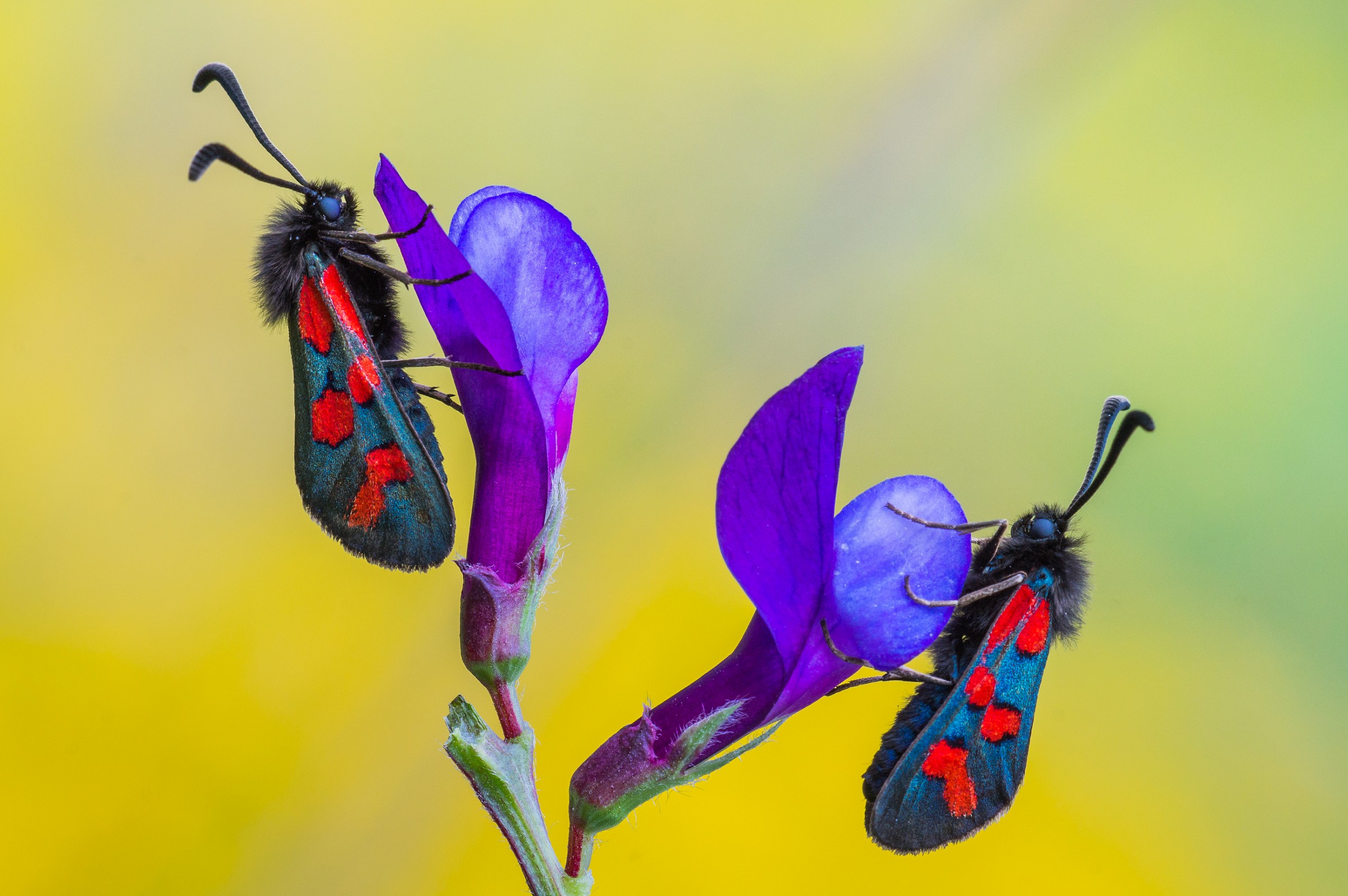 Coppia di Zygaena sp