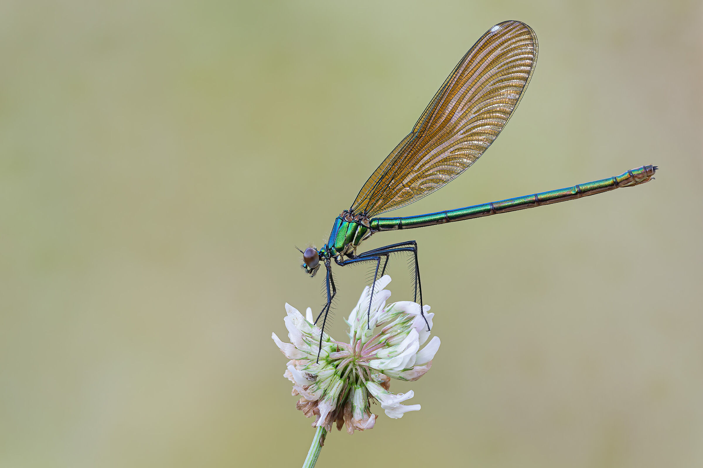 Calopteryx splendens