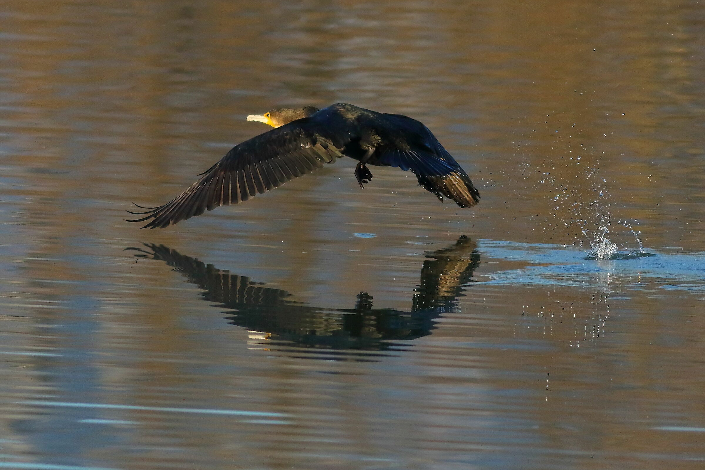 Cormorant 19-12-2023