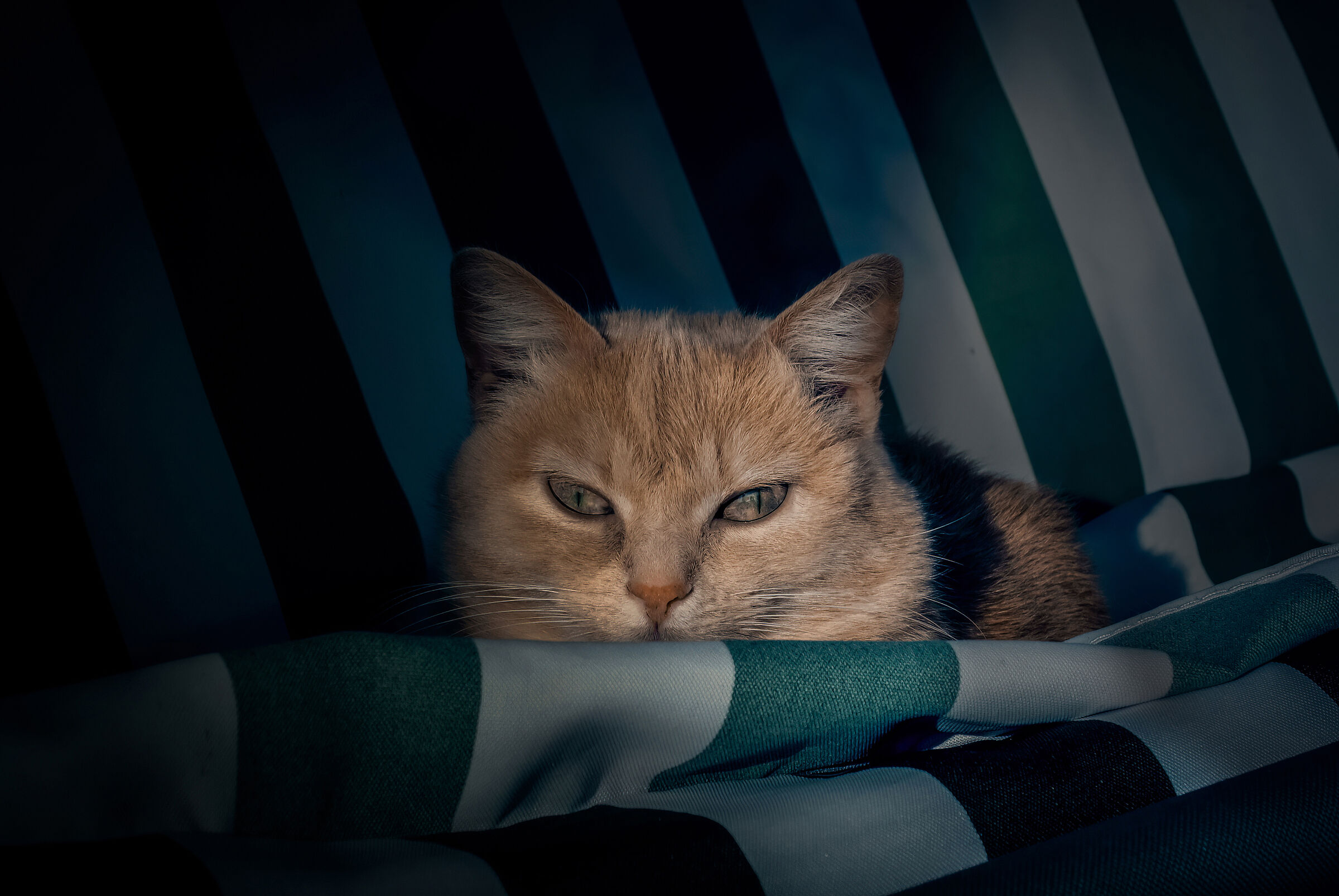 La reginetta oscura del dondolo