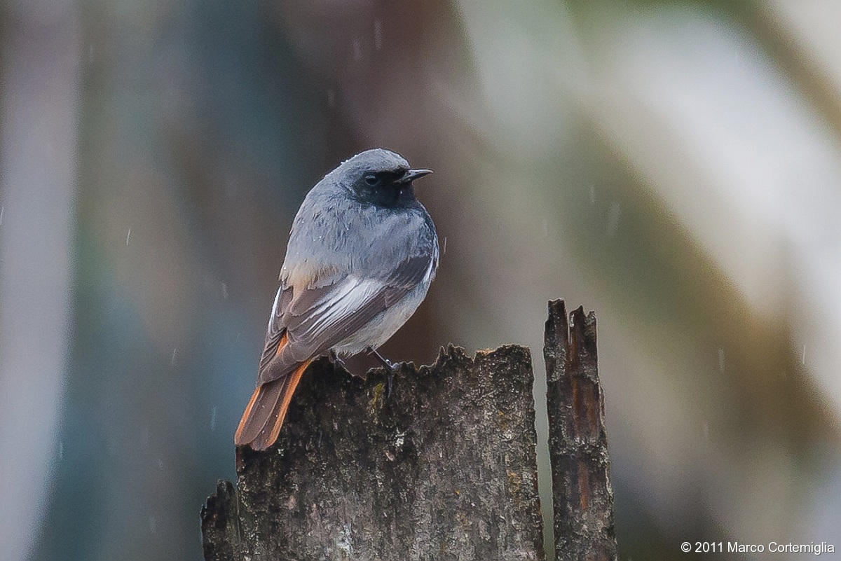 Codirosso spazzacamino (Phoenicurus ochruros)