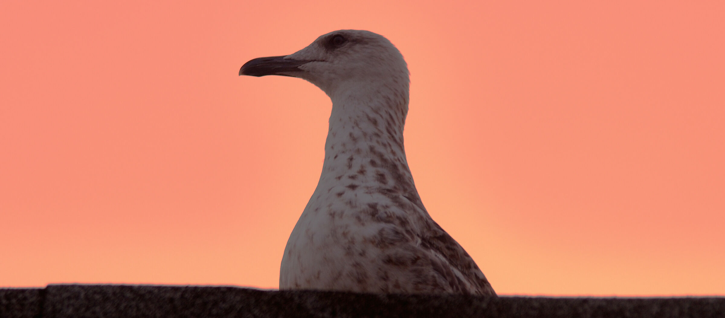 Young Seagull