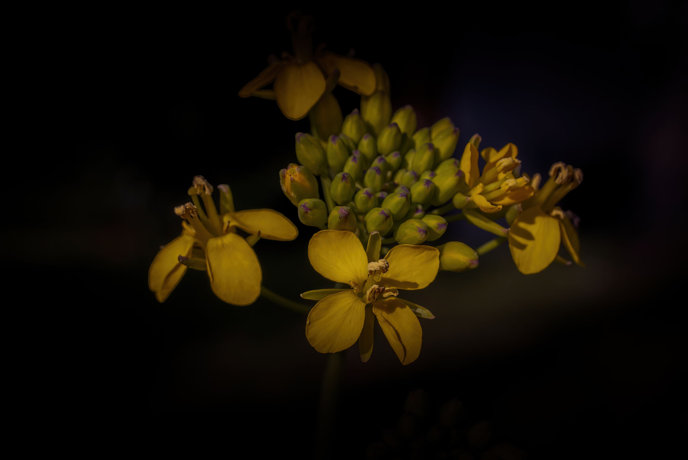 un giallo posso ma una creazione di tranquillità