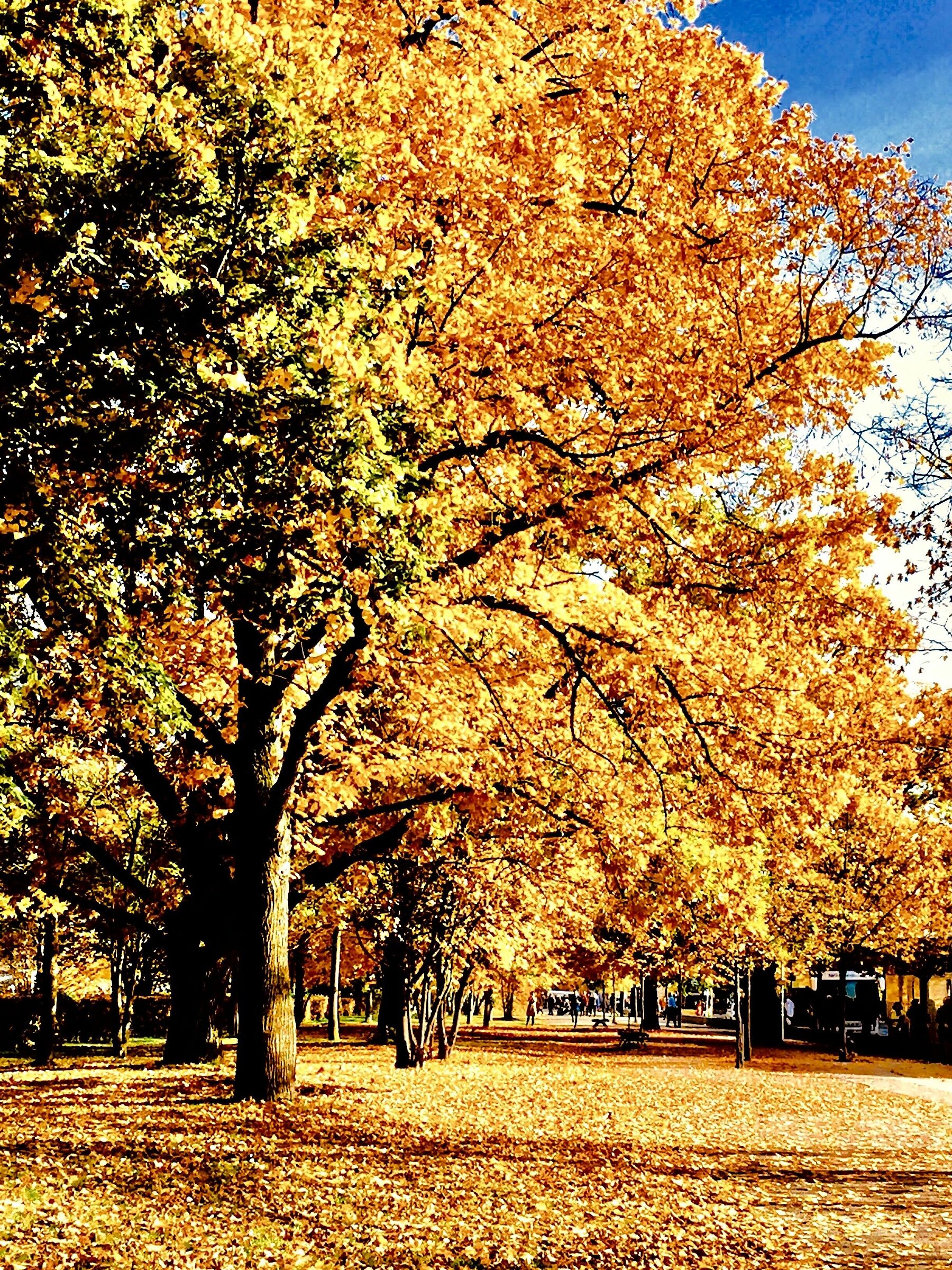 Berlin in the midst of foliage, 2015!
