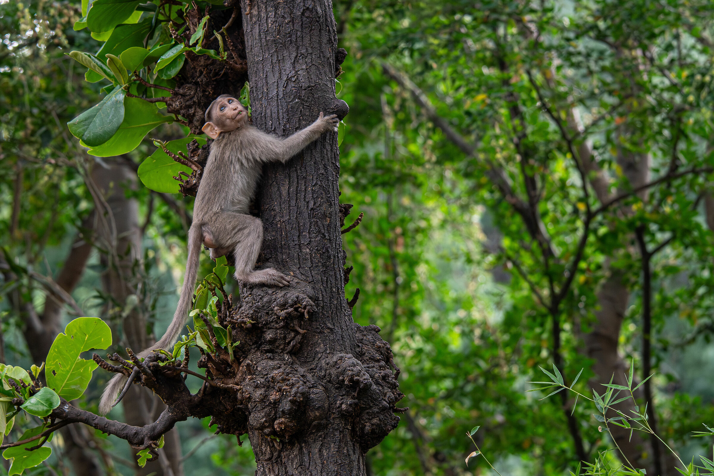 Young macaque