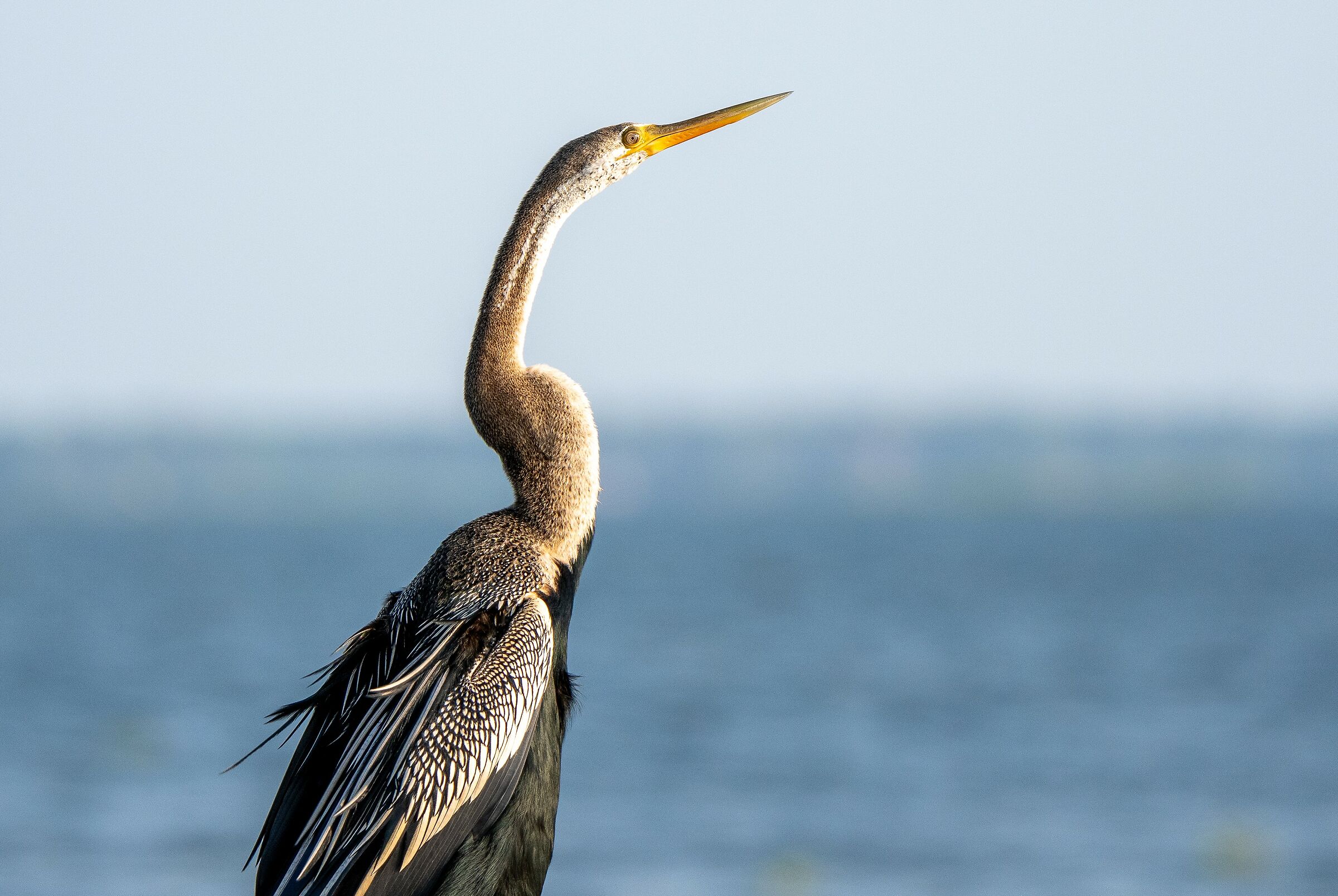 Asian Aninga