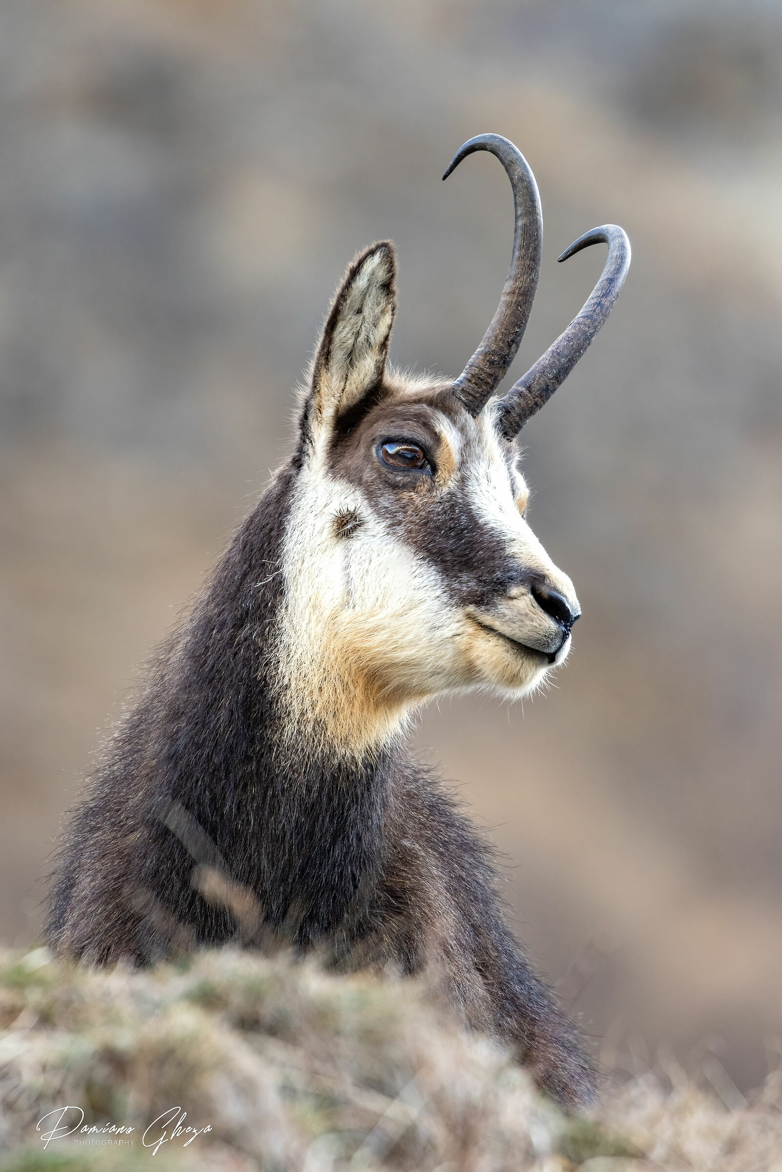 Chamois
