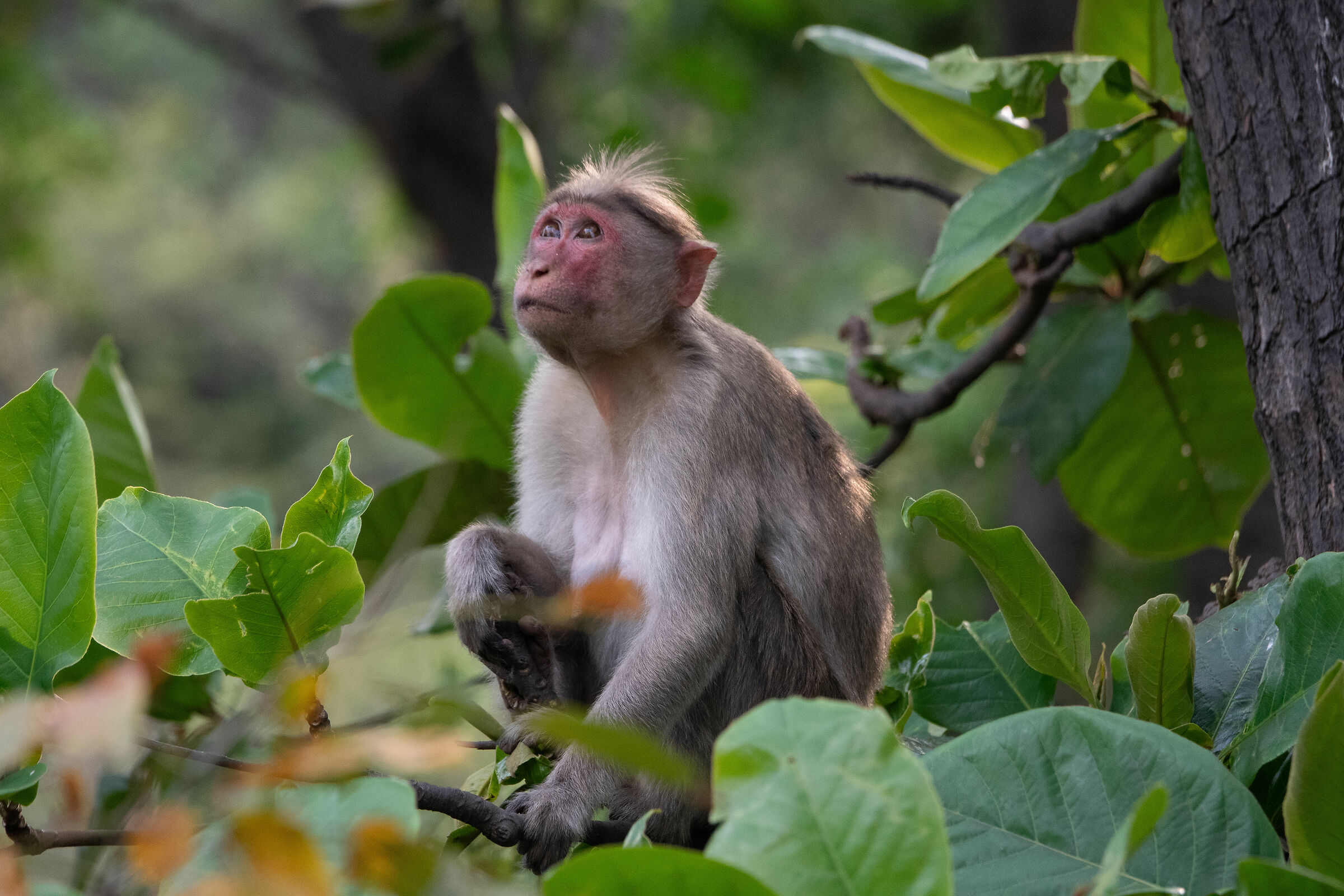 Macaque
