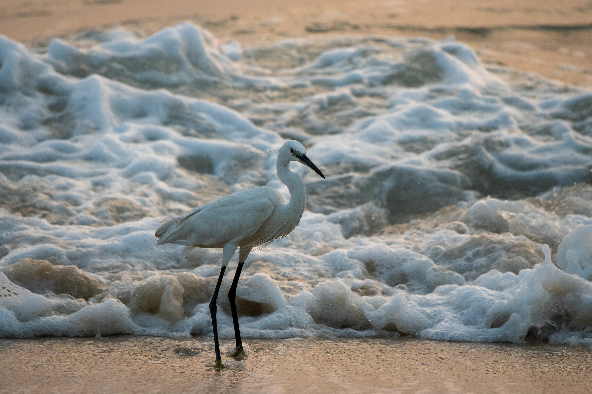 Egret