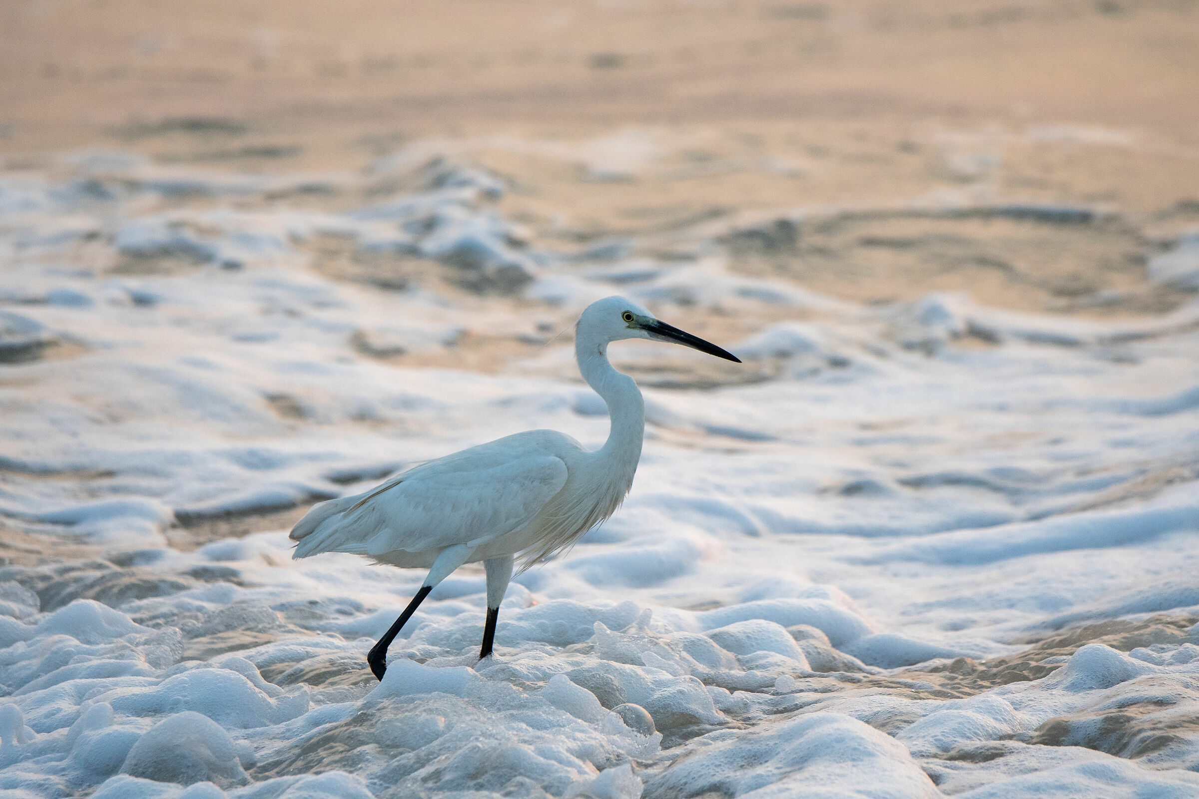 Egret