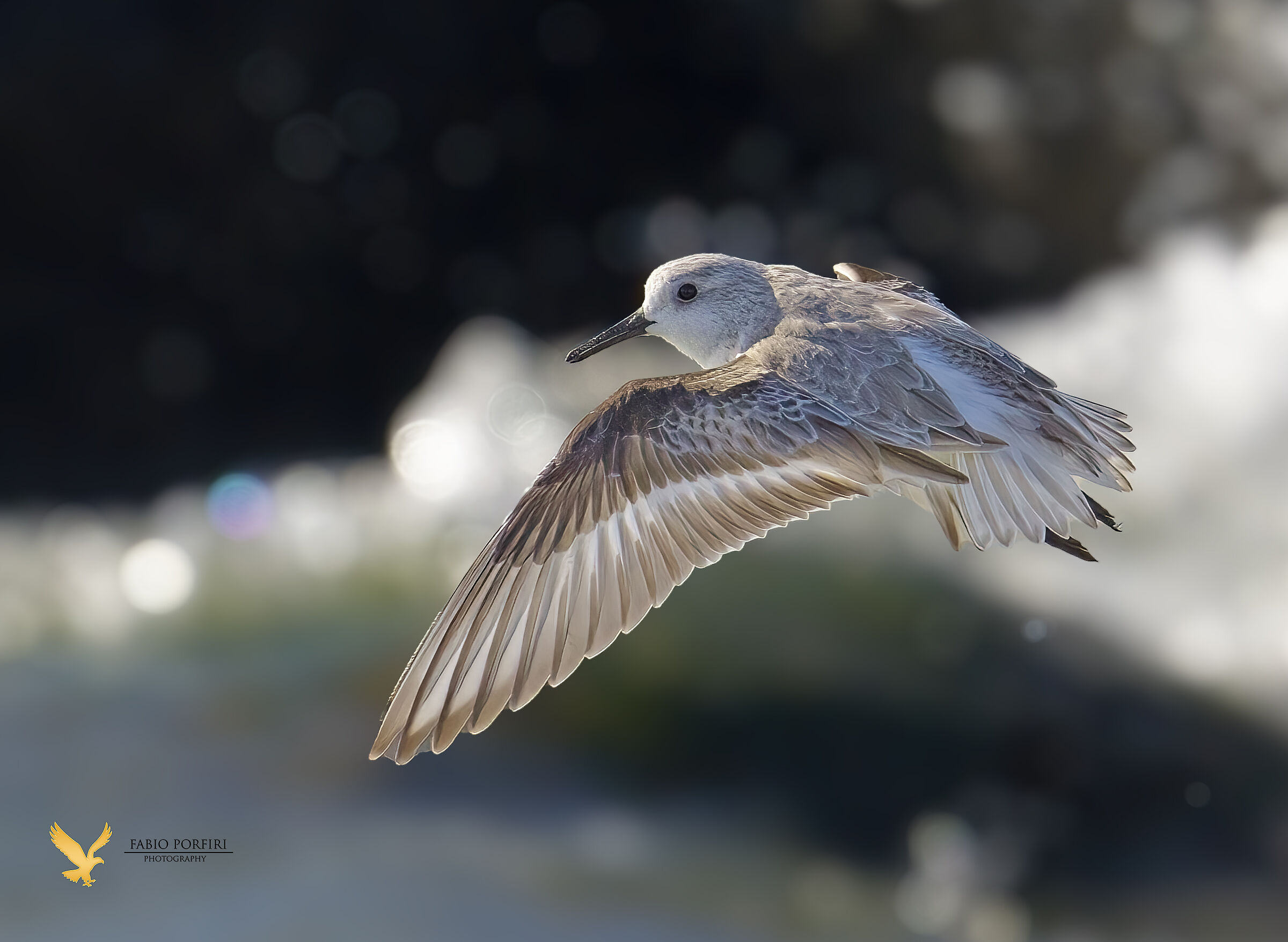 piovanello tridattilo