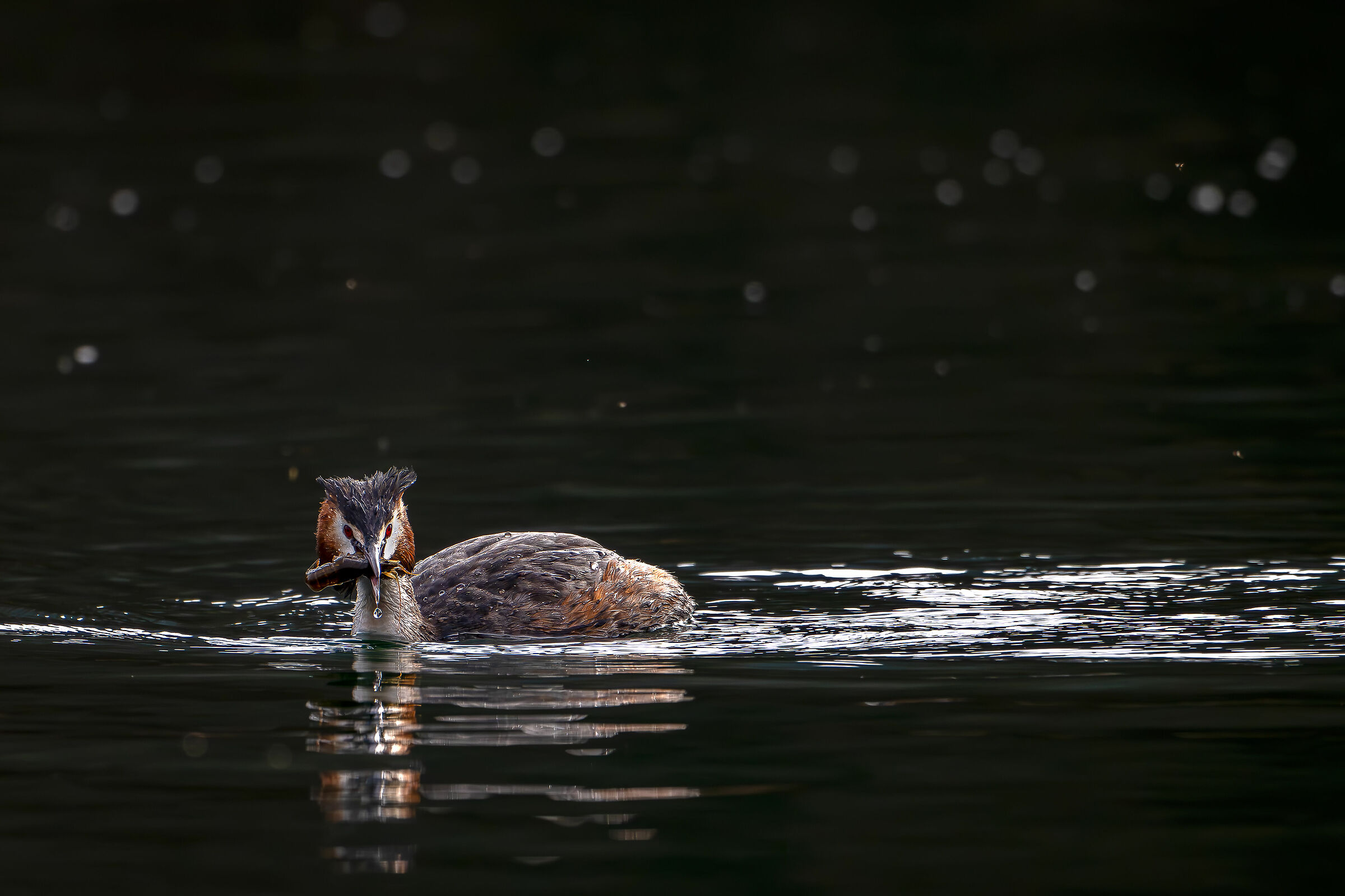 Grebe - Prawn Lunch Today