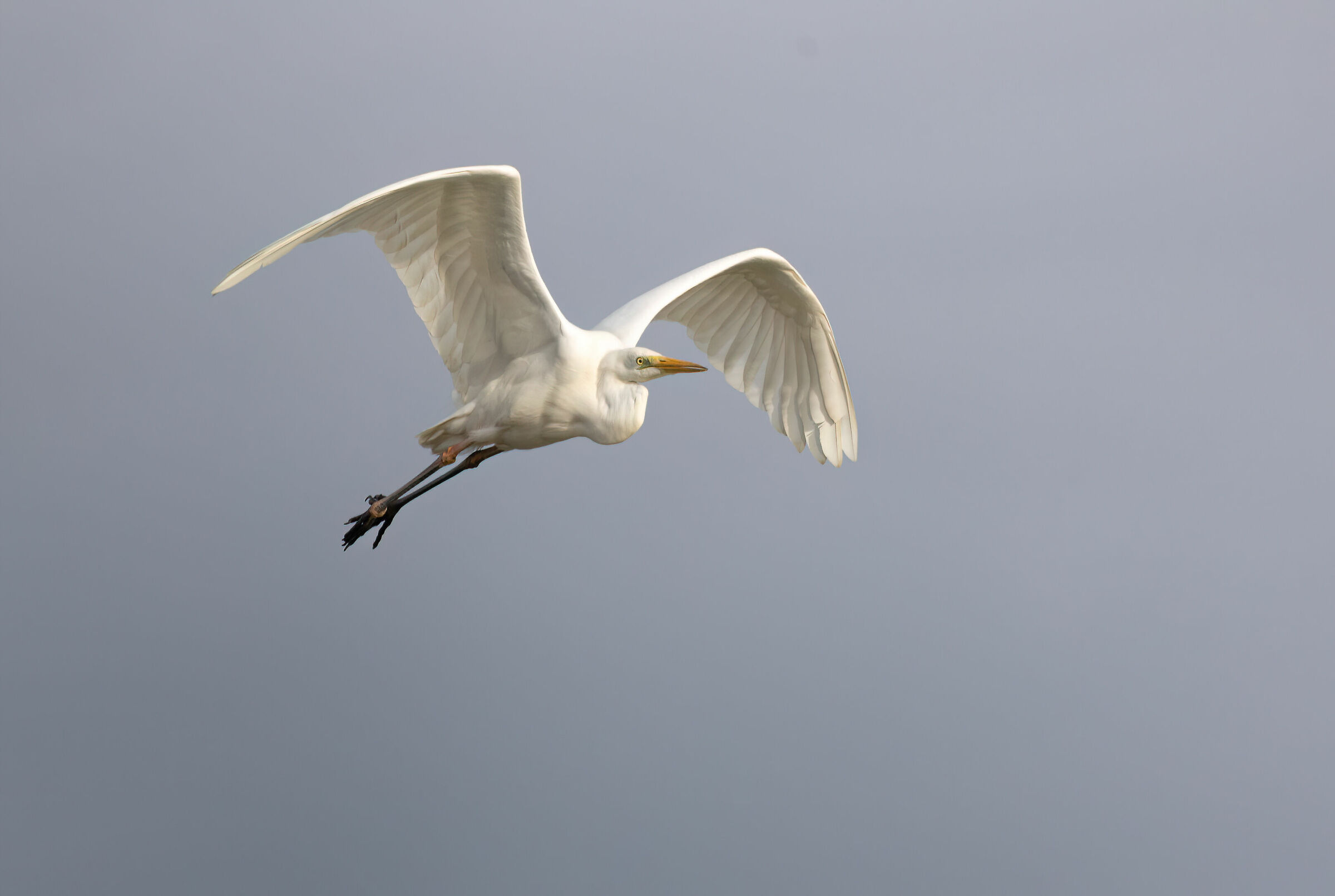 White Wings