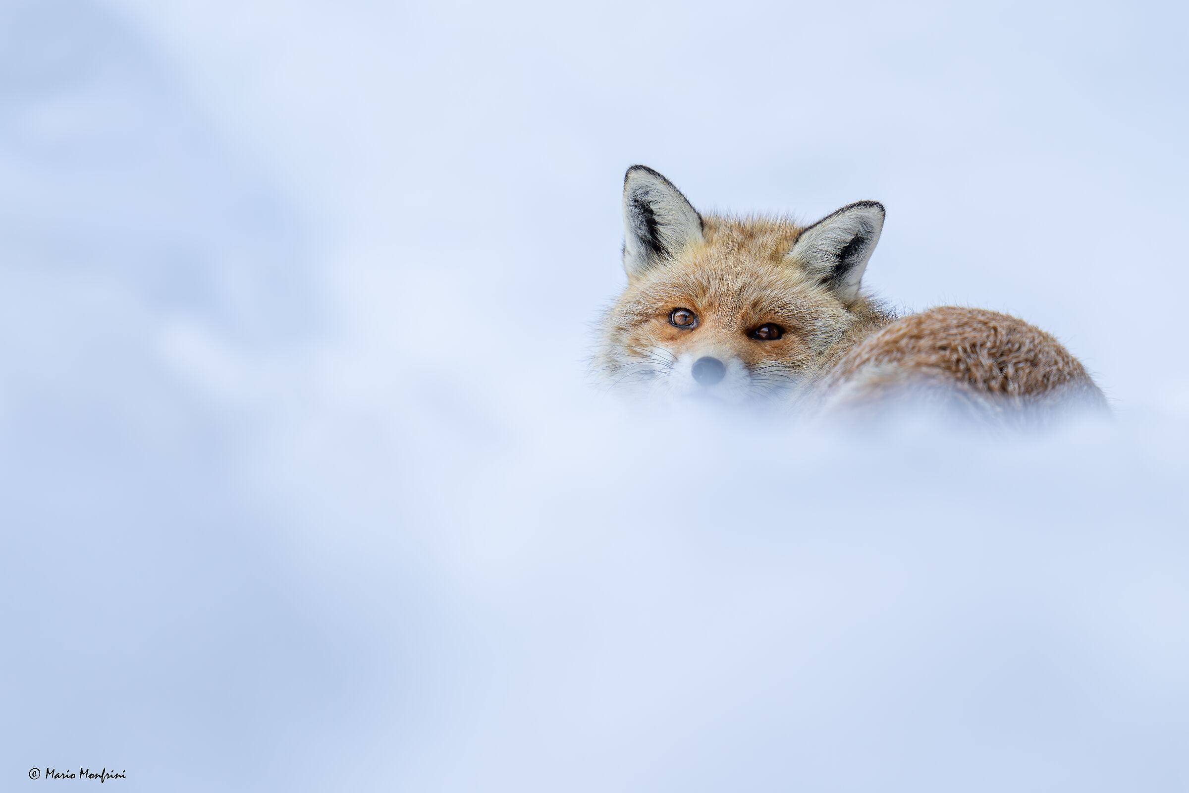 Fox and snow