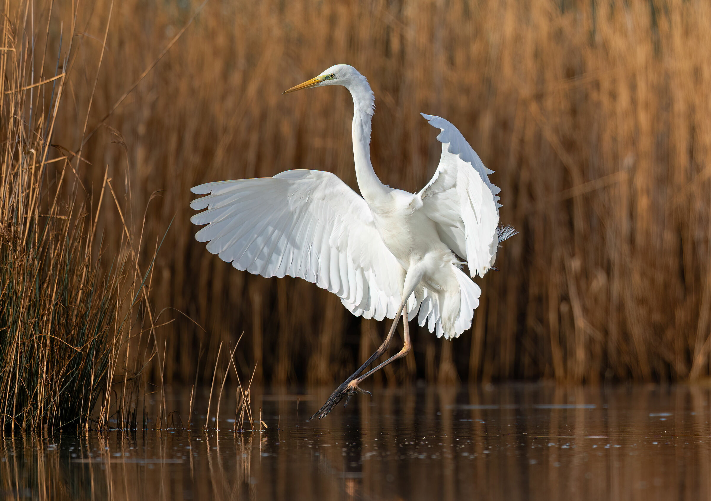Dancing Heron