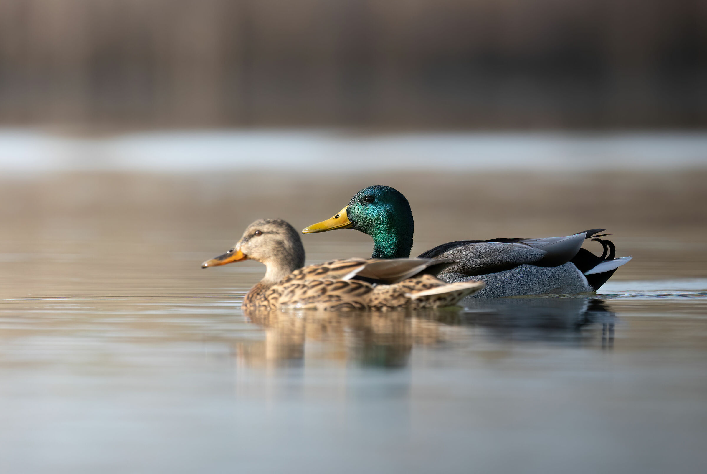 The couple