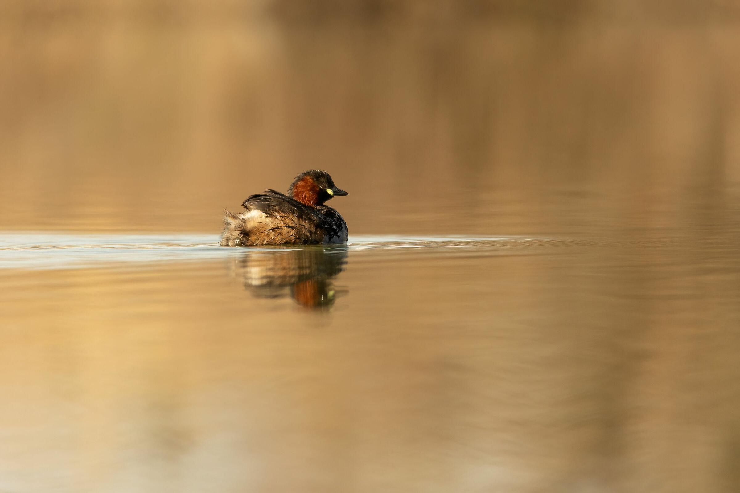 The solitary little grebe in the sunset