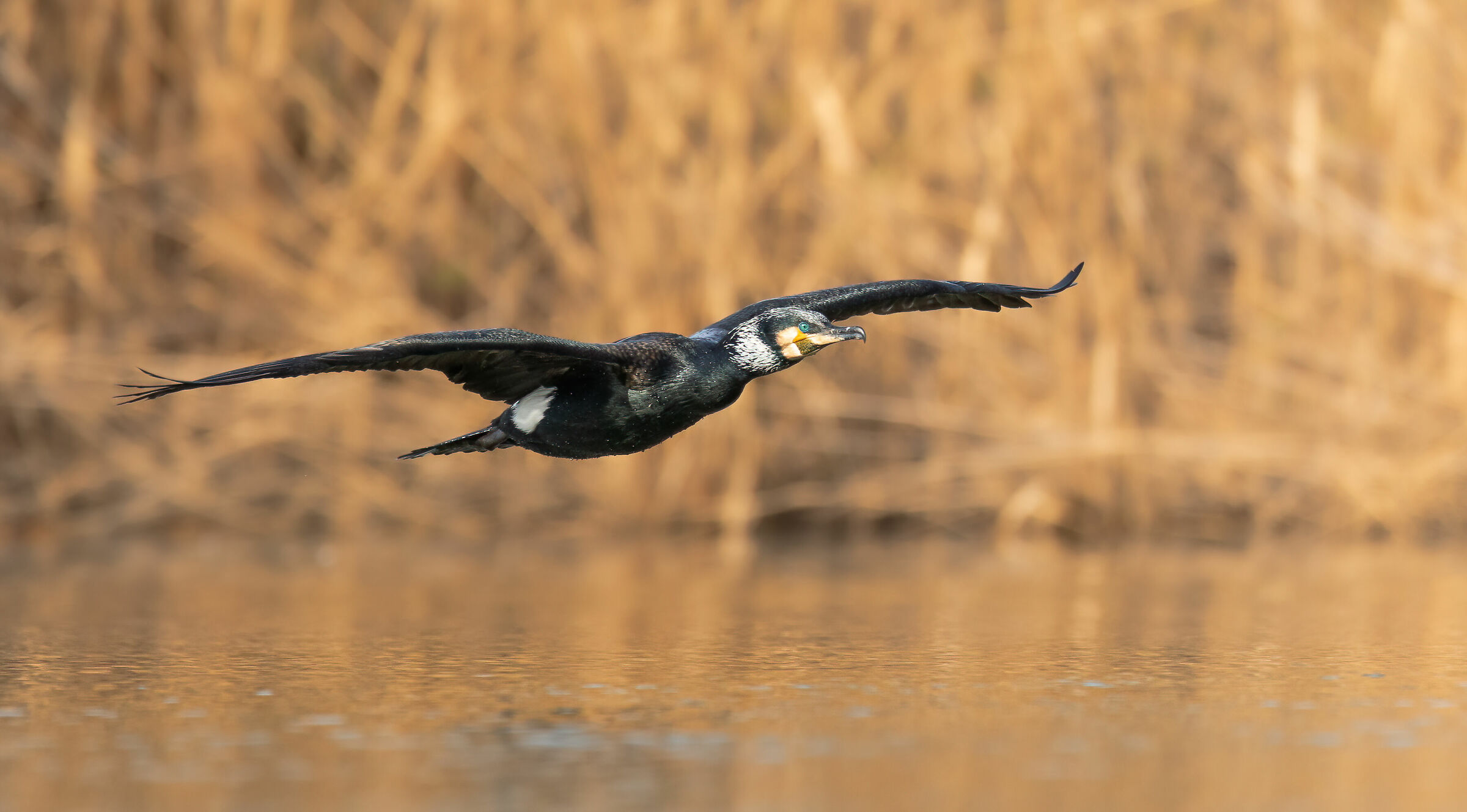 Low-level flight